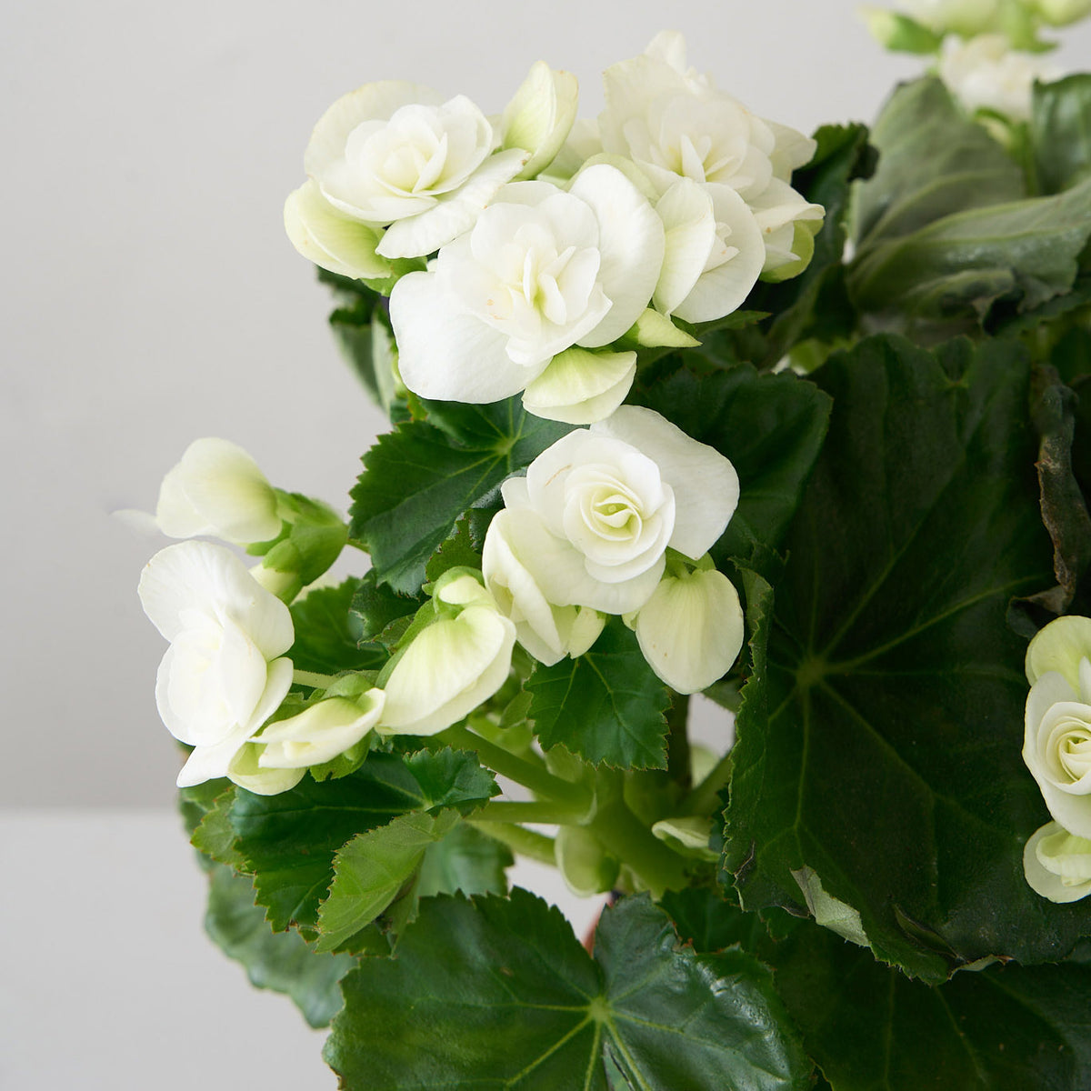 Petite White Begonia
