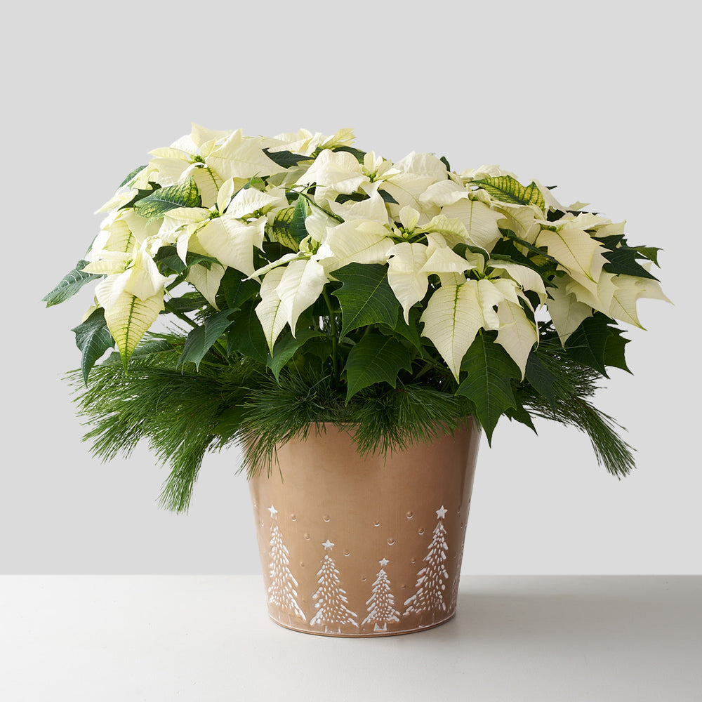 Poinsettia blanc (grand)