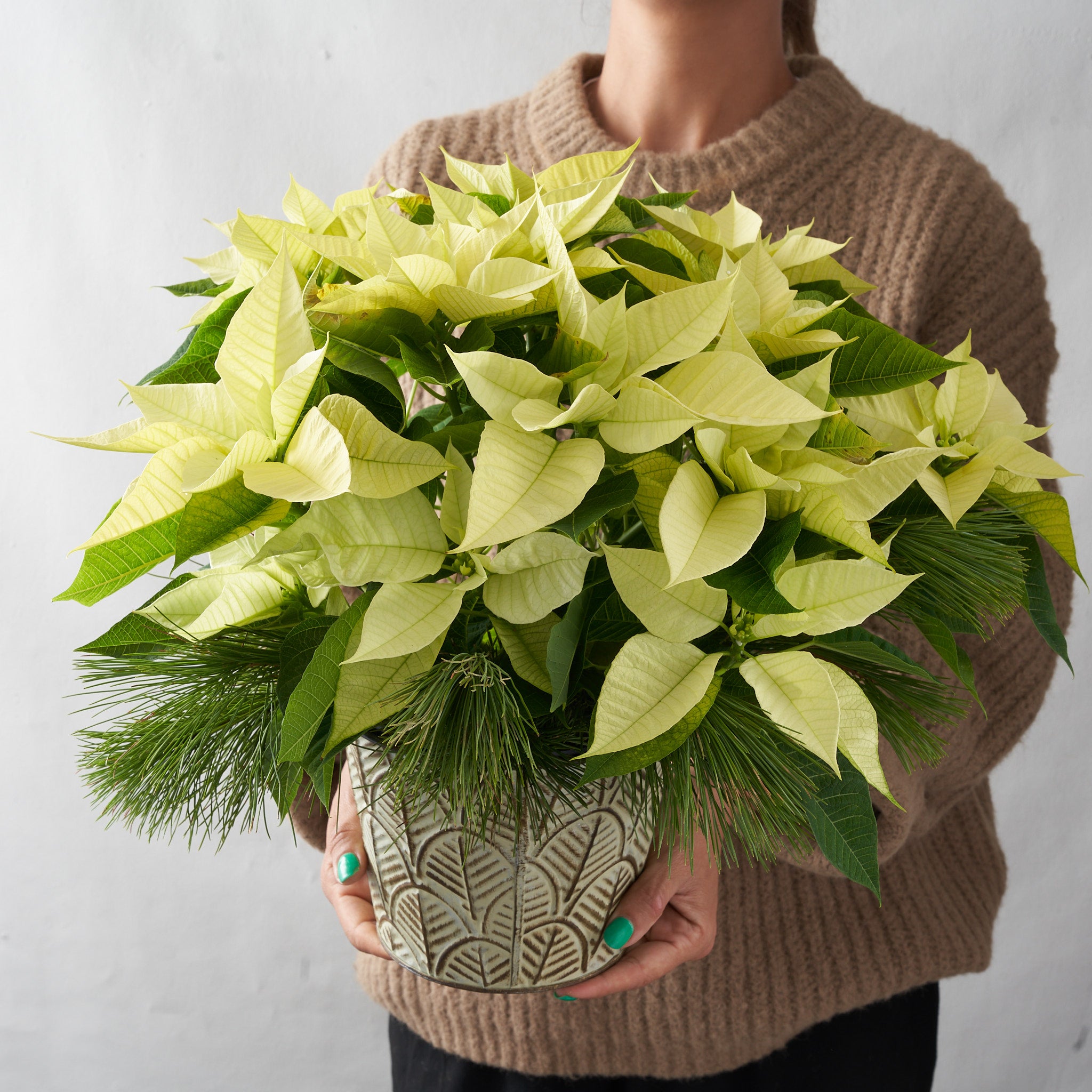 Woman holding white poinsettia in decorative tin pot with pine boughs 