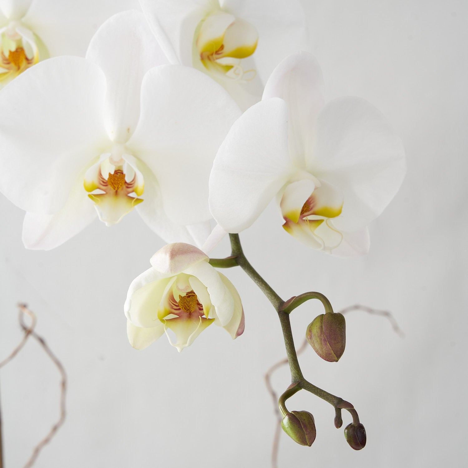 close up of white orchid blooms with birch twigs in background