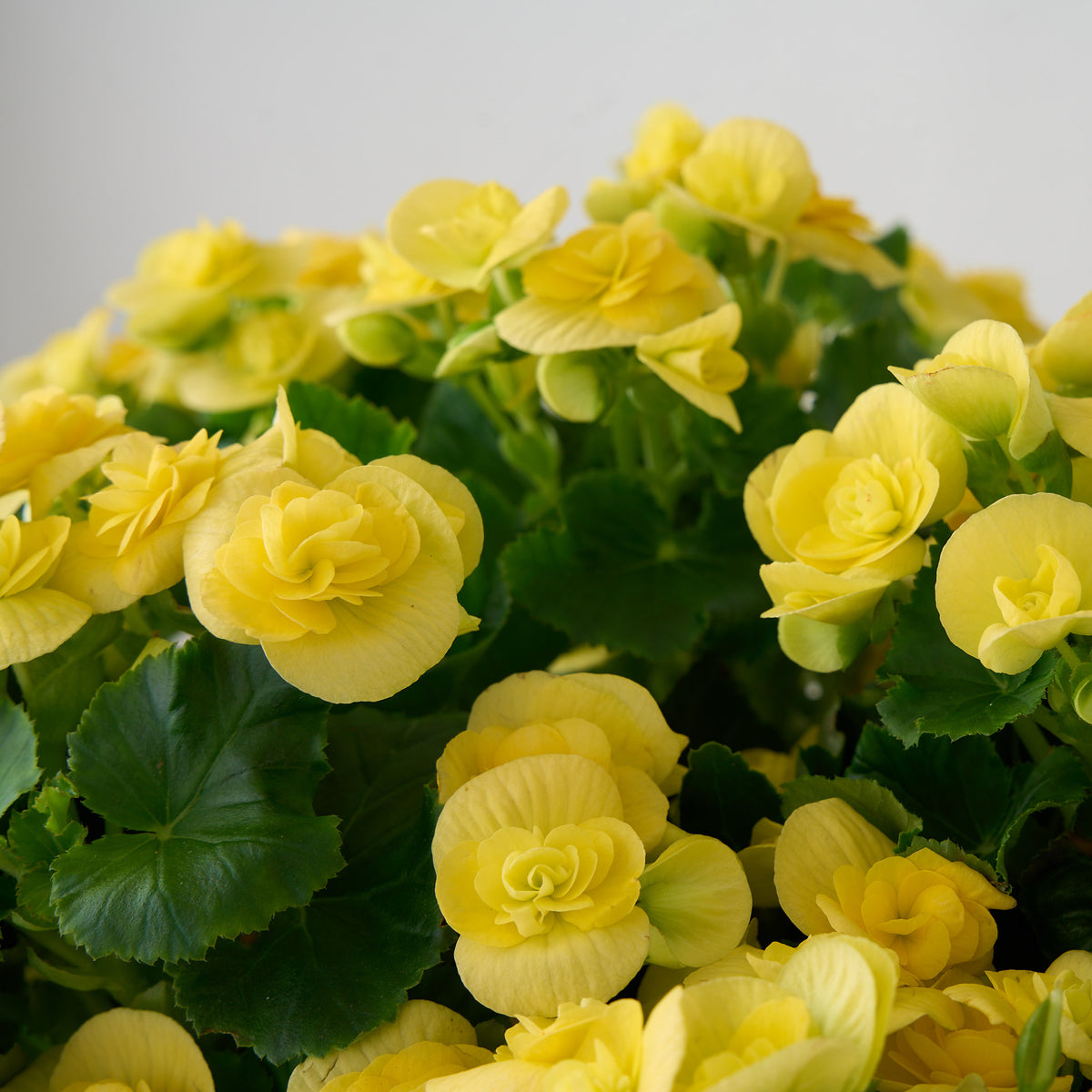 Bégonia jaune dans une boîte en bois