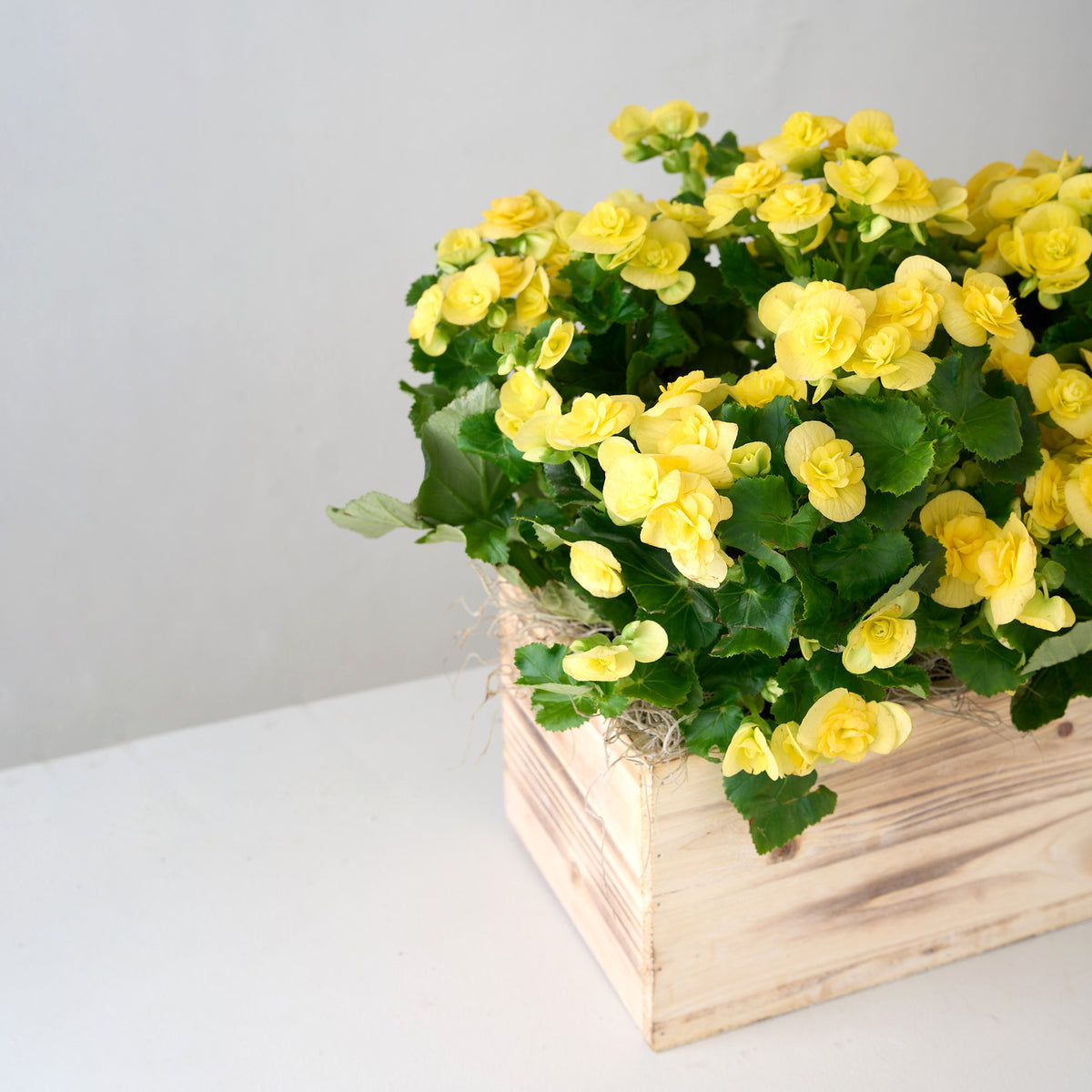 Bégonia jaune dans une boîte en bois