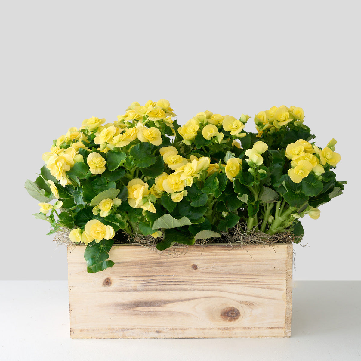 Bégonia jaune dans une boîte en bois