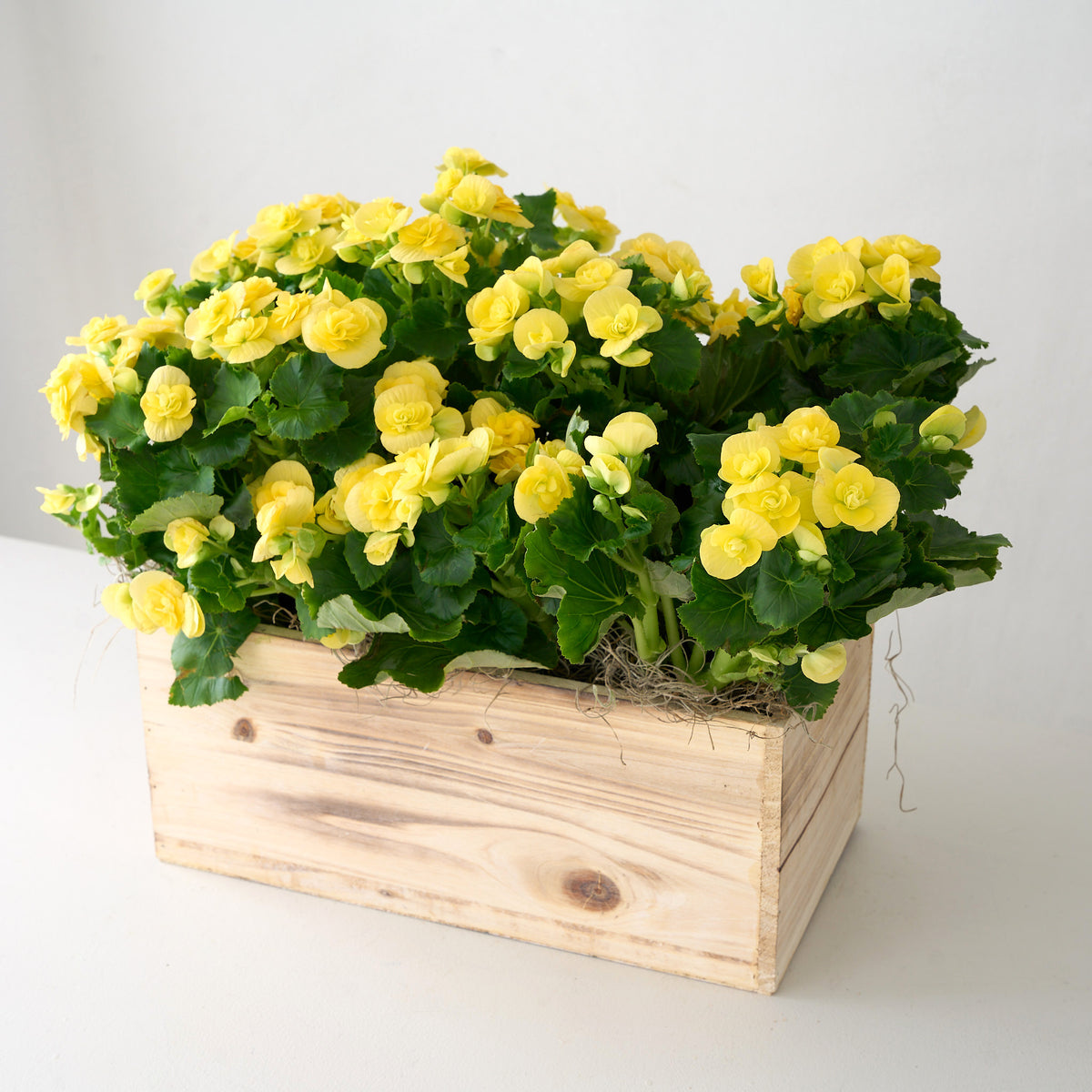Bégonia jaune dans une boîte en bois