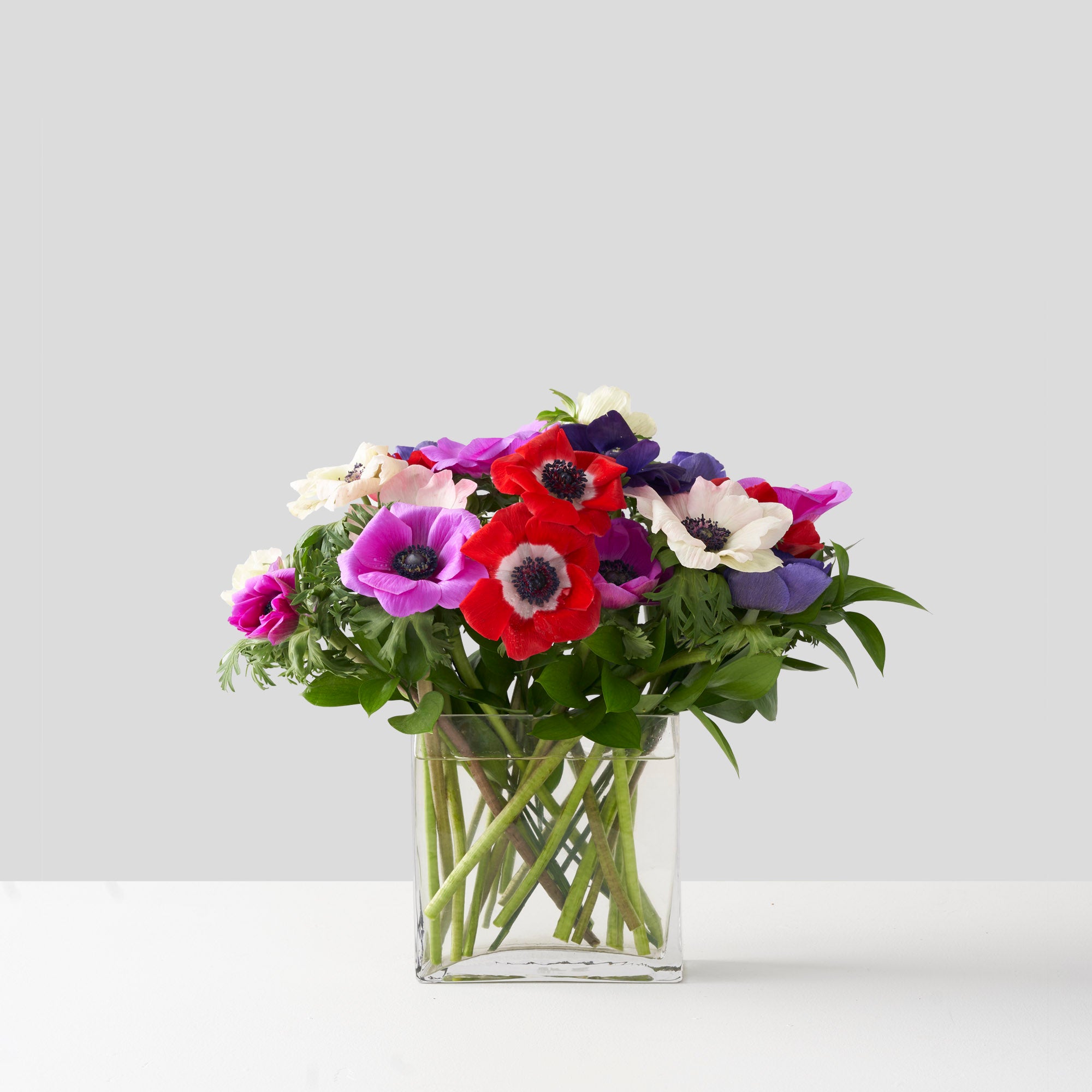 Clear gall rectagular glass vase filled with pink, purpl, white, and red, anemonie flower on white background.