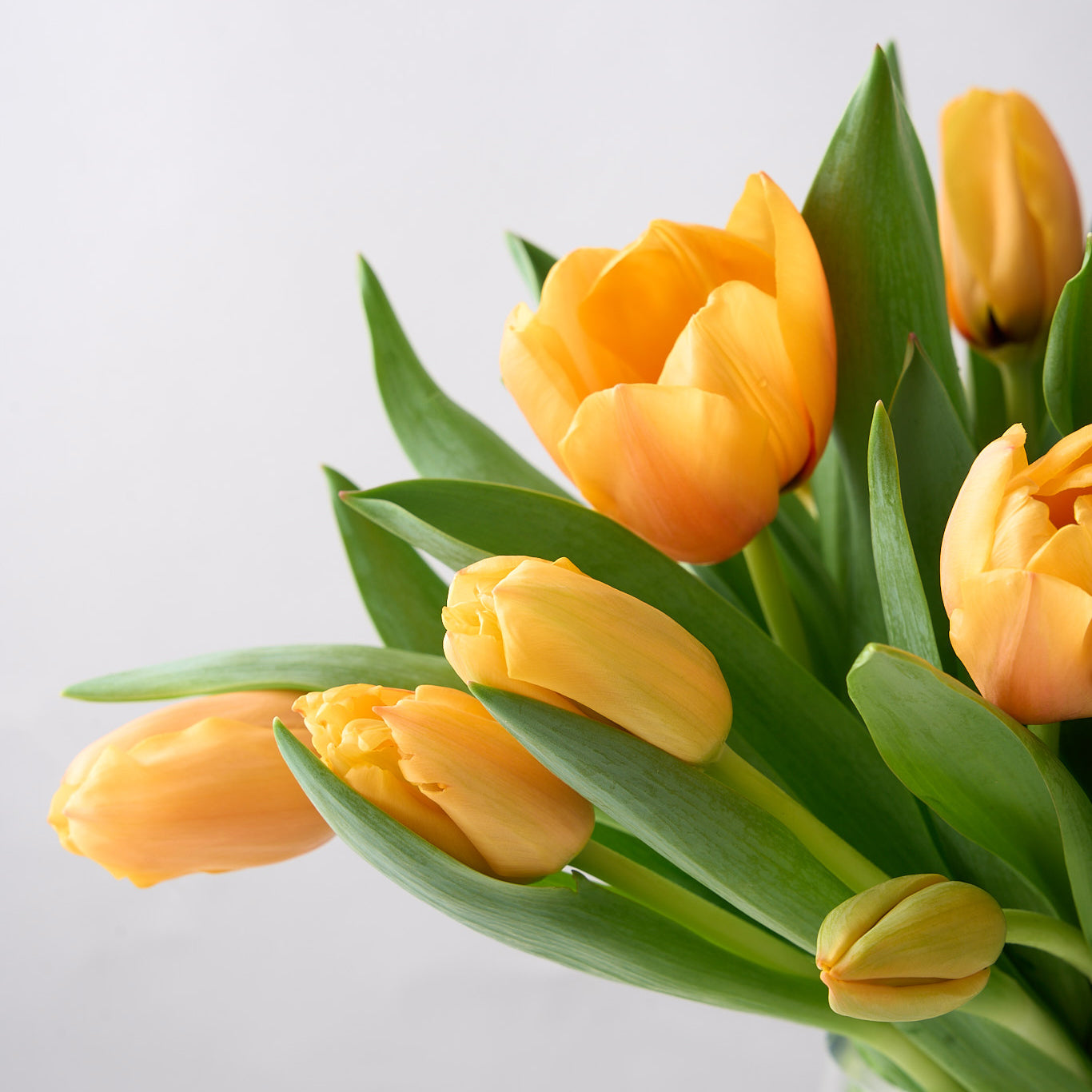 Ainslie (Arranged Apricot Tulips)