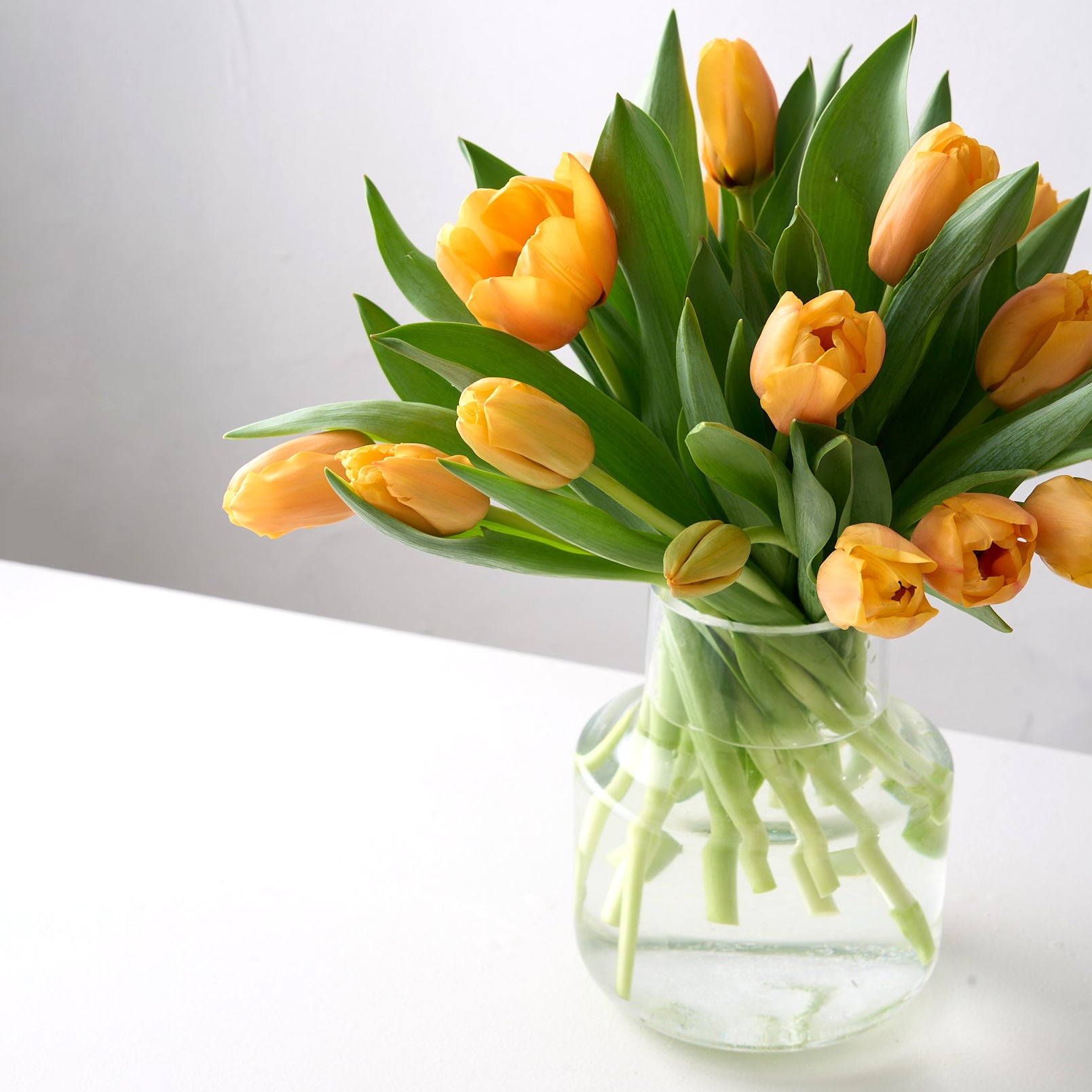 Ainslie (Arranged Apricot Tulips)