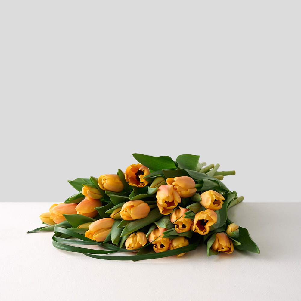 Alana (Cut Apricot Tulips)