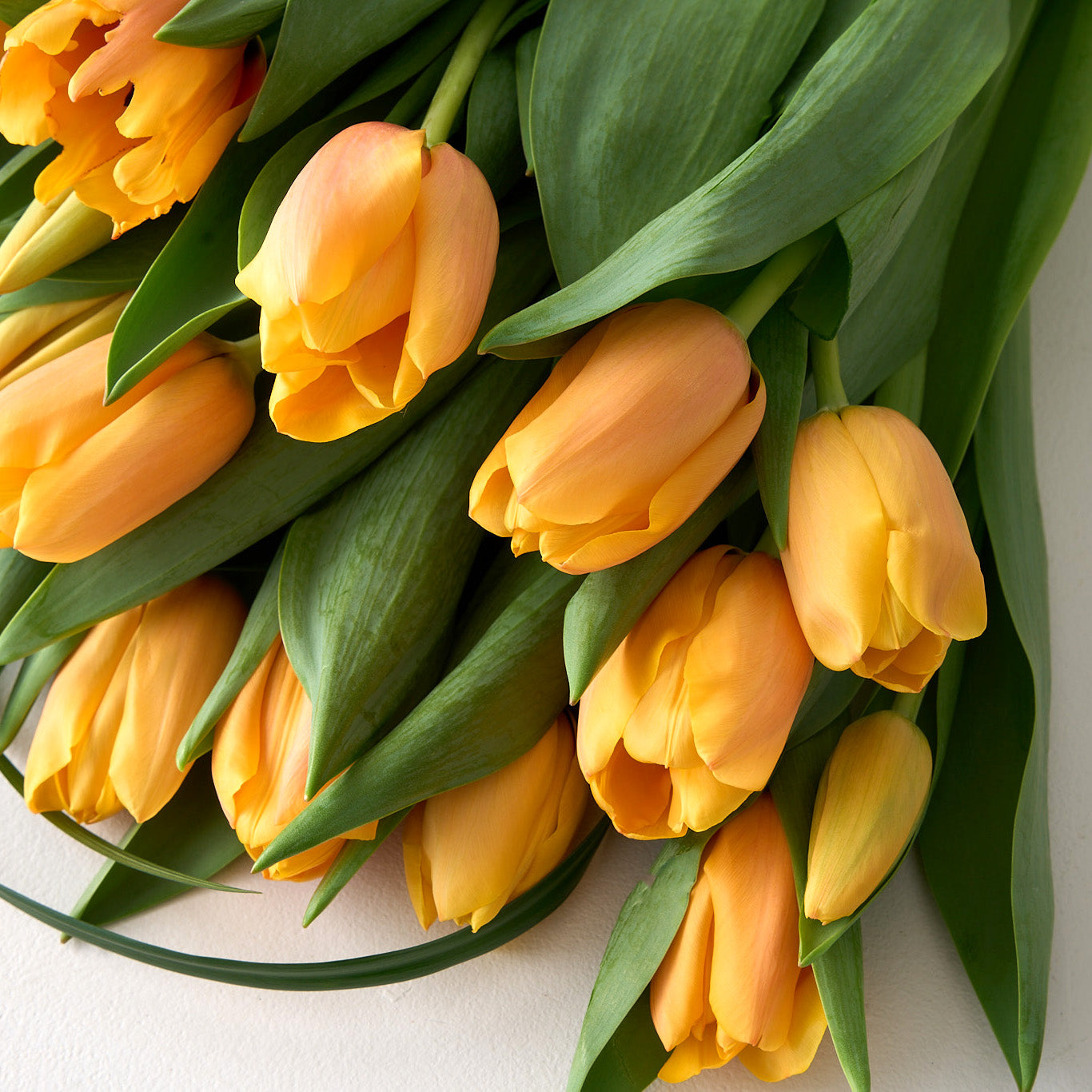 Alana (Cut Apricot Tulips)
