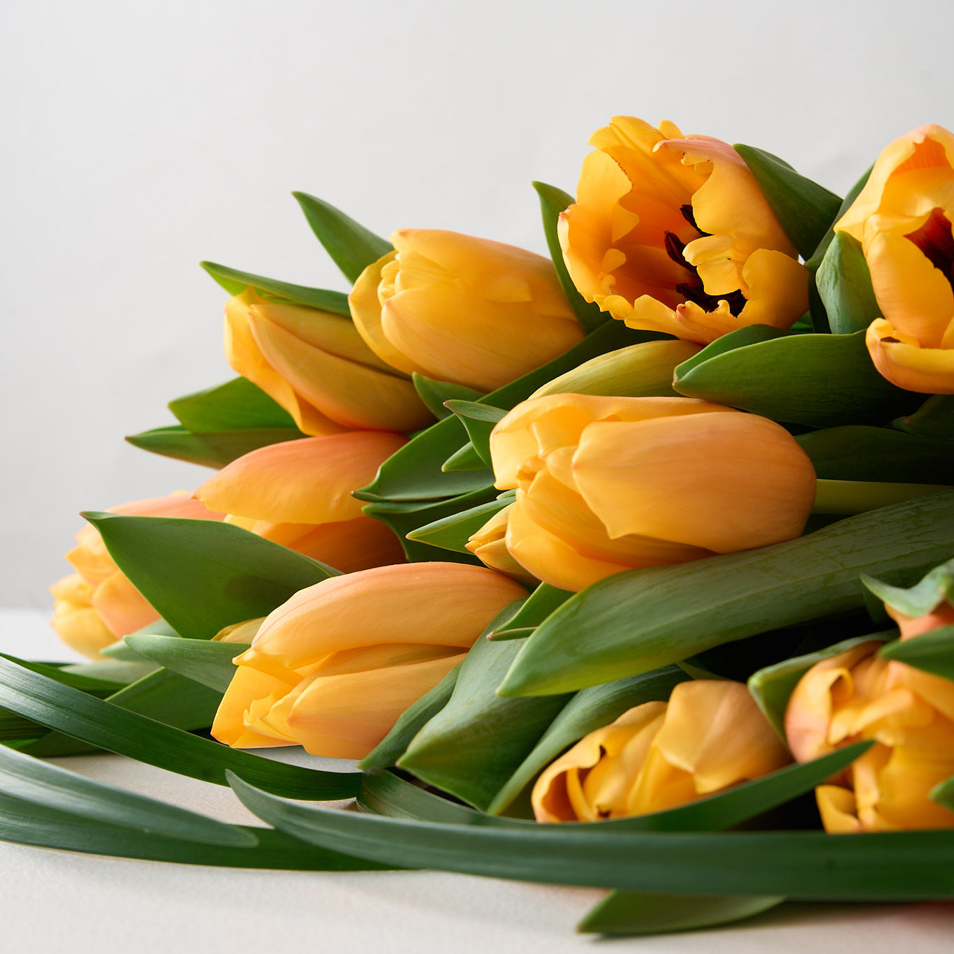 Alana (Cut Apricot Tulips)