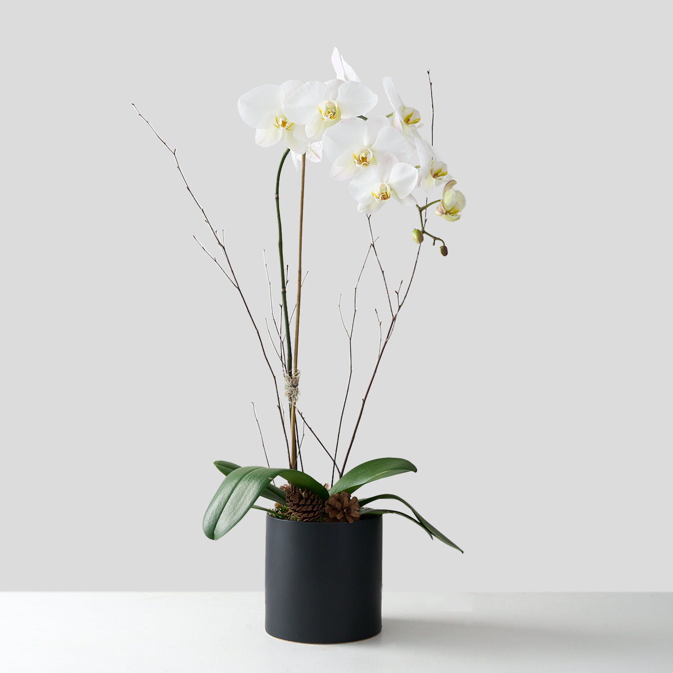 white orchids with birch twigs in a bed of pinecones in a black ceramic pot