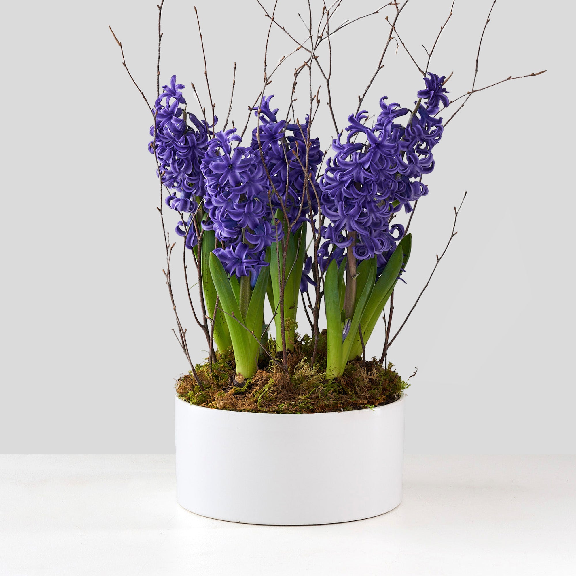 5 blue hyacinths in a white ceramic pot with birch twigs