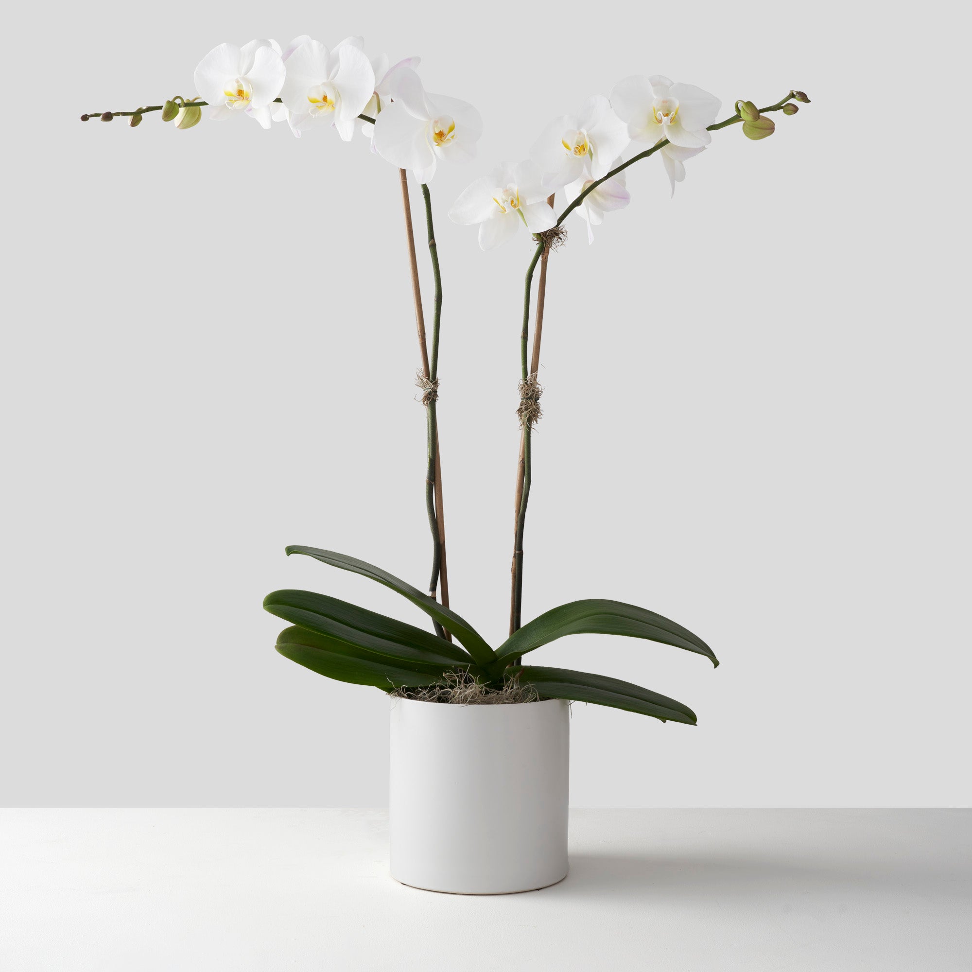 Double stemmed white phalaenopsis orchid plant in plain white ceramic pot on white background.