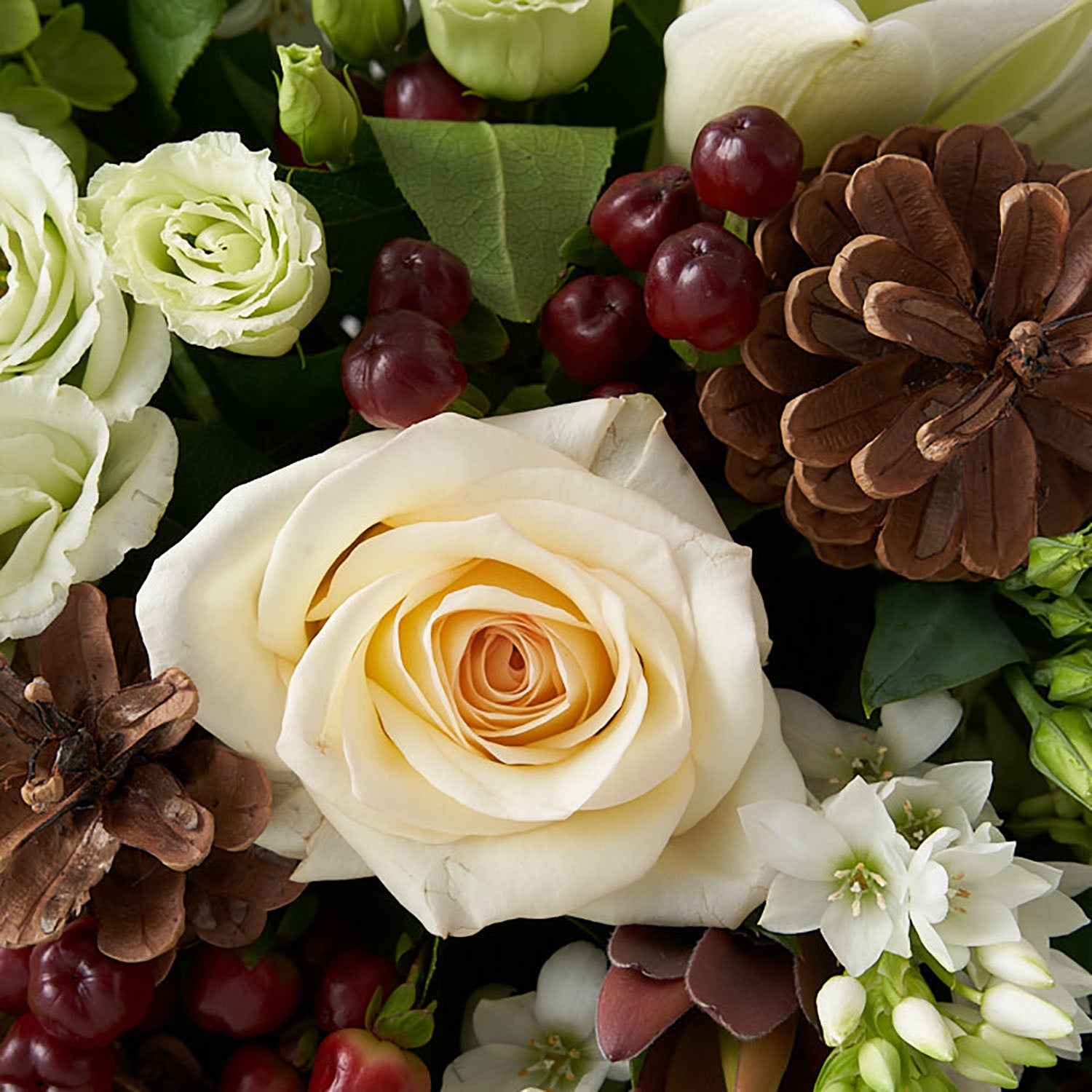 Closeup of white roses, Star of Bethlehem , burgundy hypericum and protea with winter green hydrangea and pinecones.