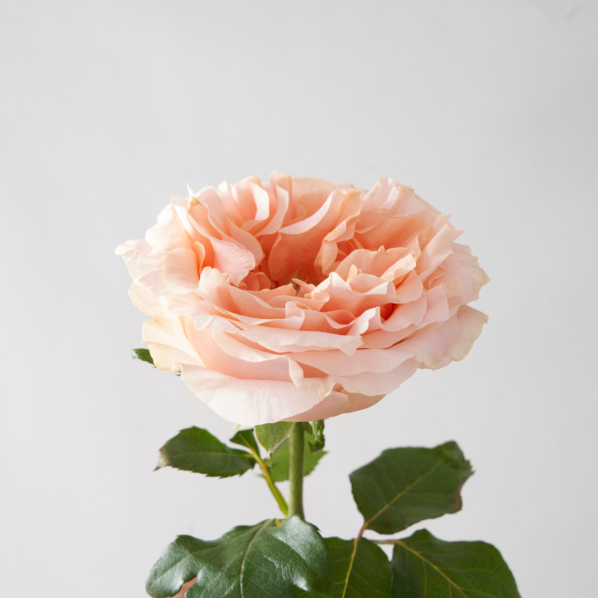 Peachy pink Princess Crown  rose on white background.