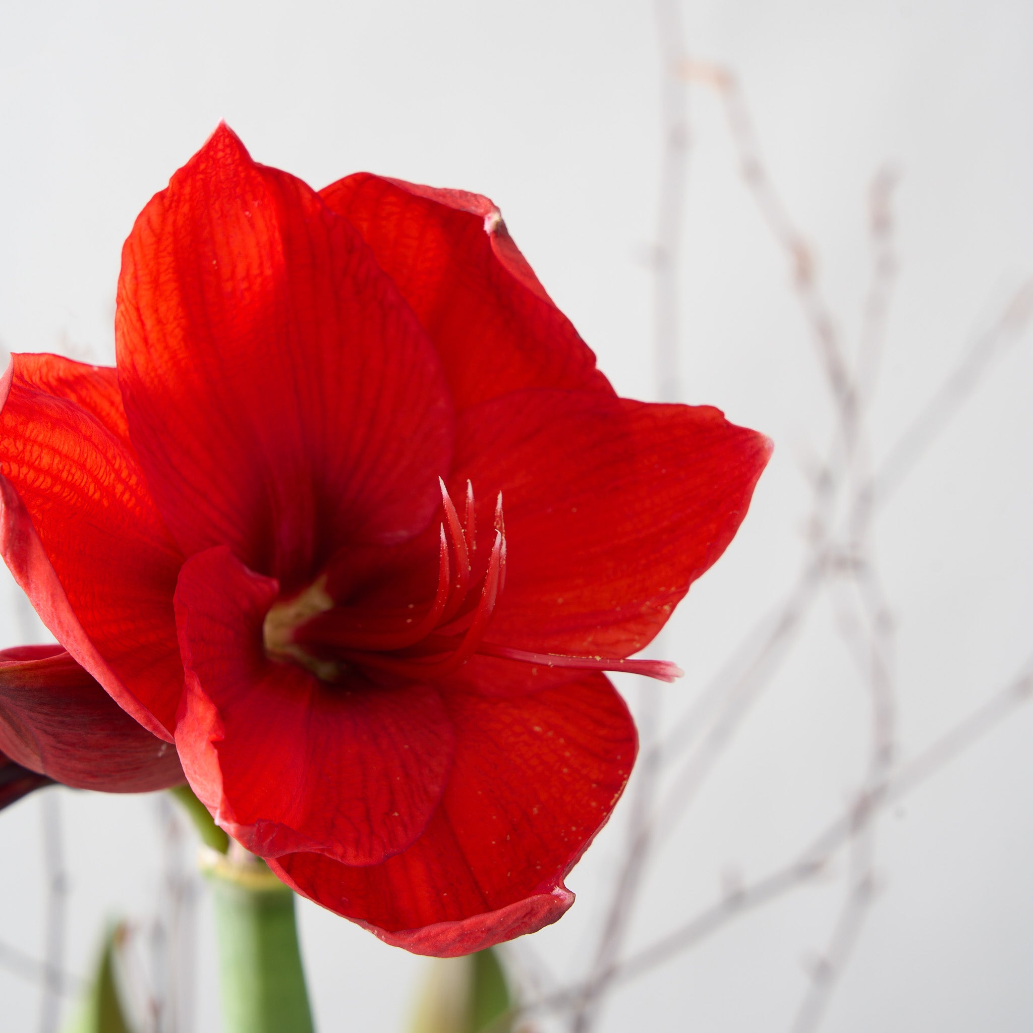 2 Red Amaryllis Bulbs in Gold Deco