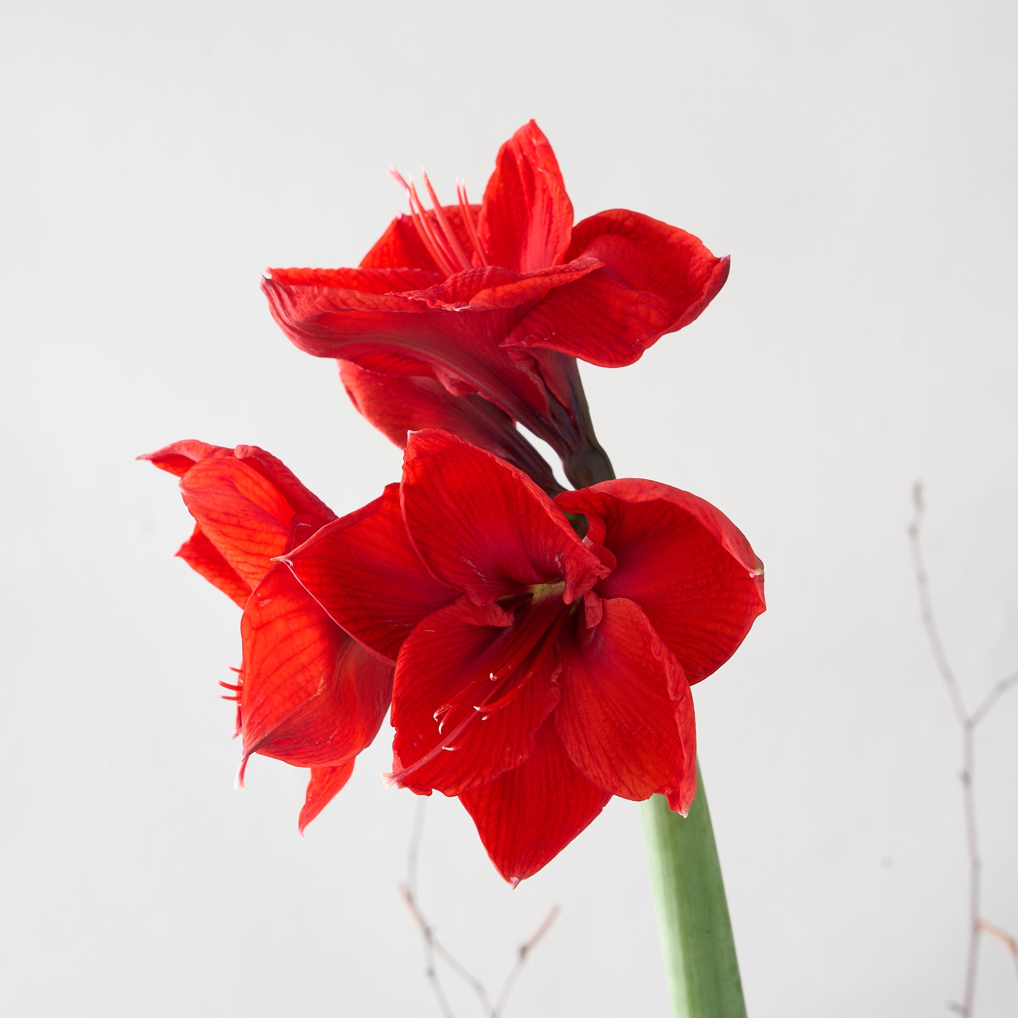 2 Red Amaryllis Bulbs in Gold Deco