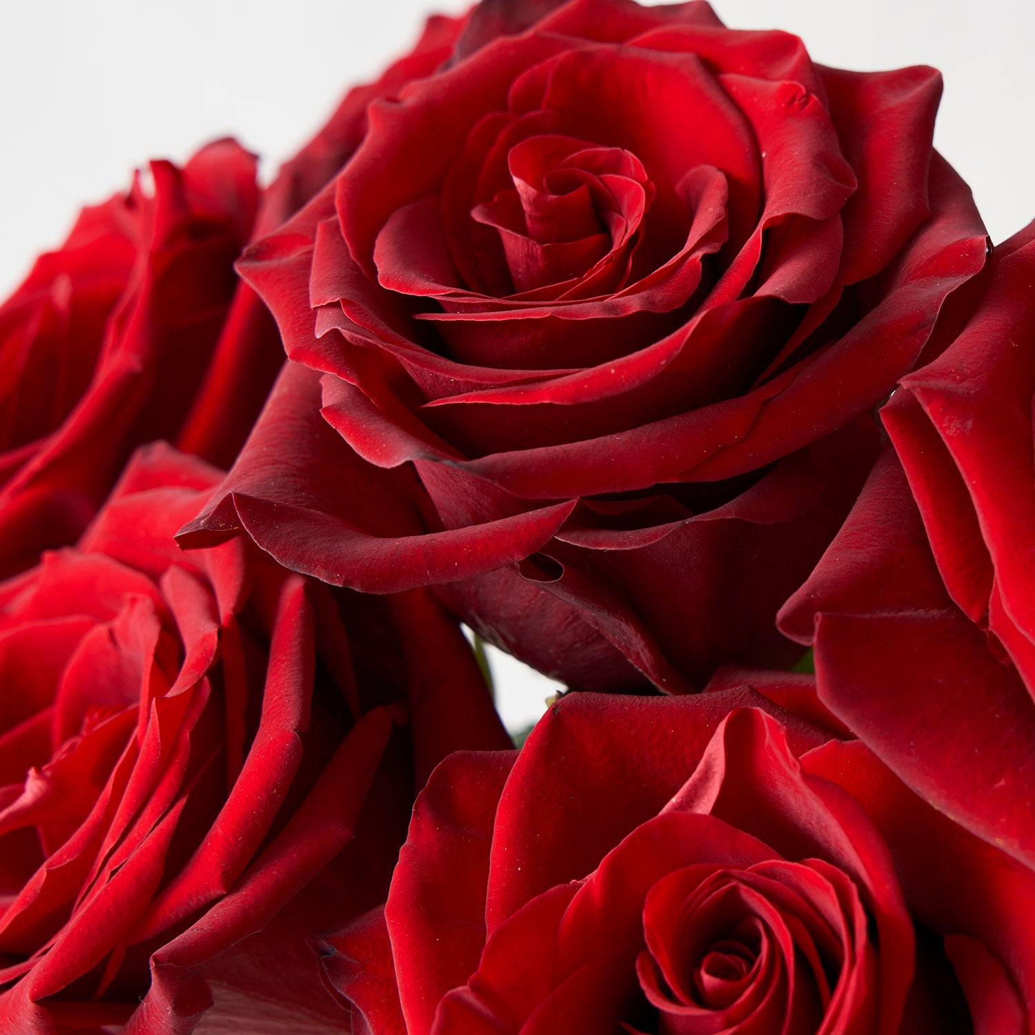 Closeup of open red Explorer roses