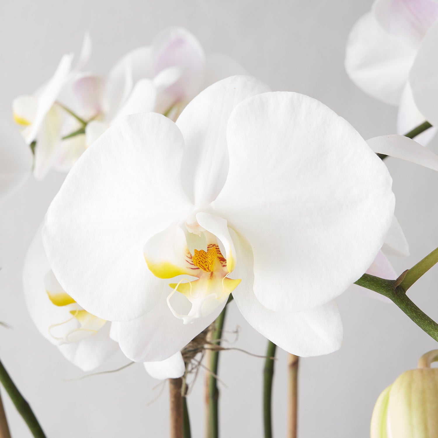 Closeup of white phalaenopsis orchid flower with white background. 