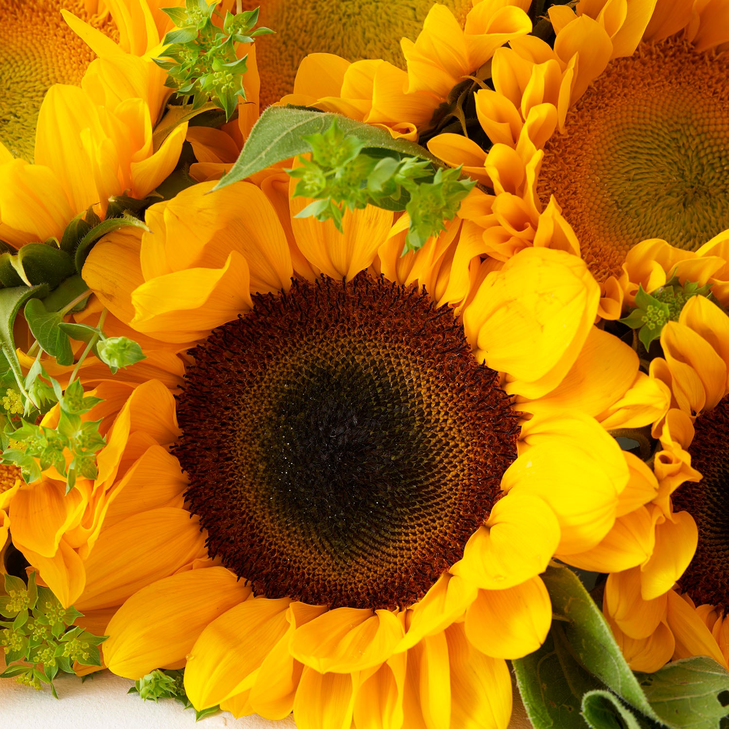 Close up of classic sunflower.