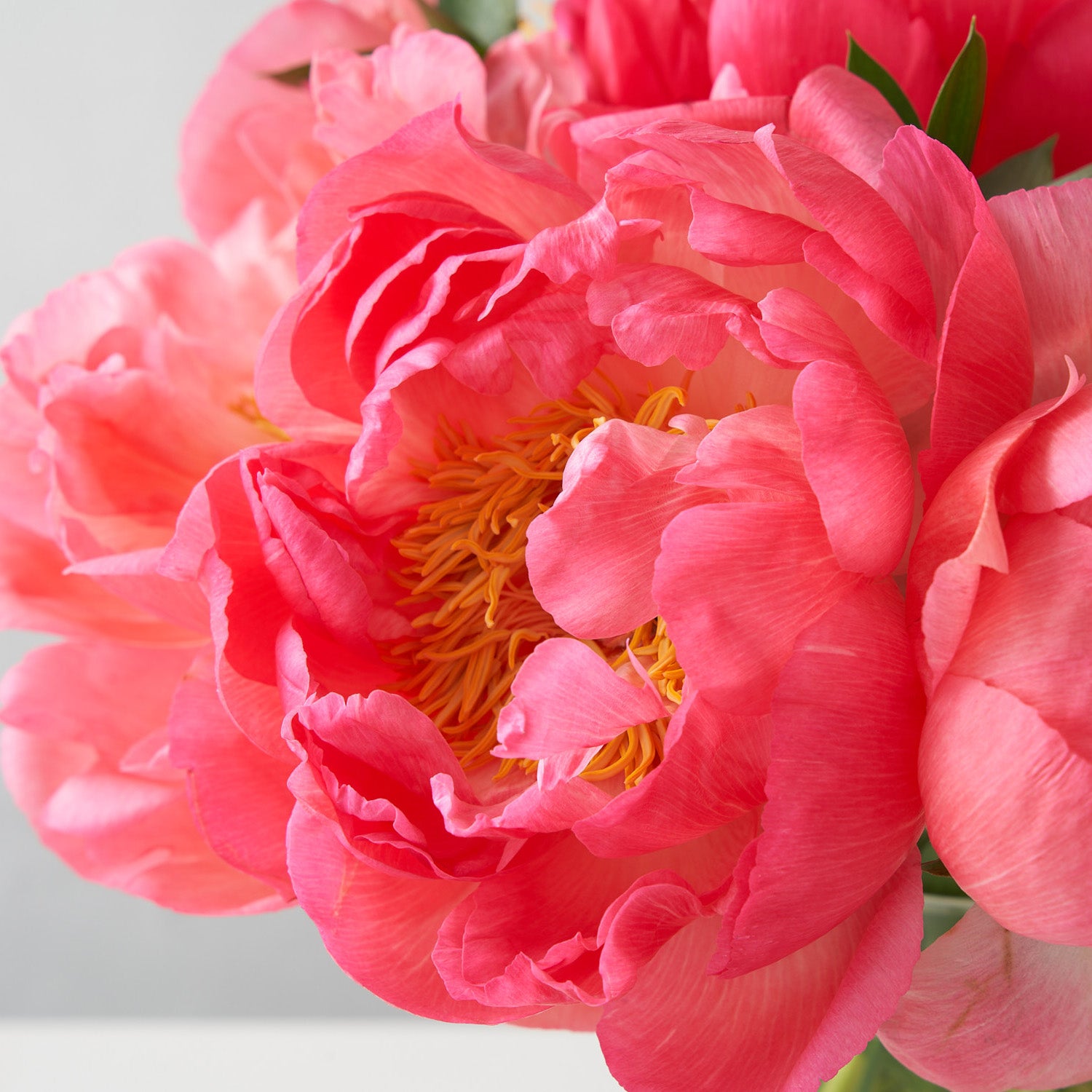 Coral sunset peonies with yellow interior