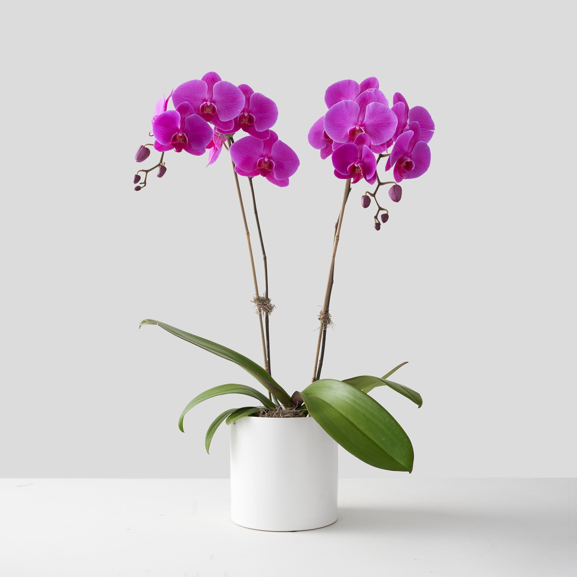 Fuchsia pink phalaenopsis orchid plant with two stems in white ceramic cylinder centered on white background.