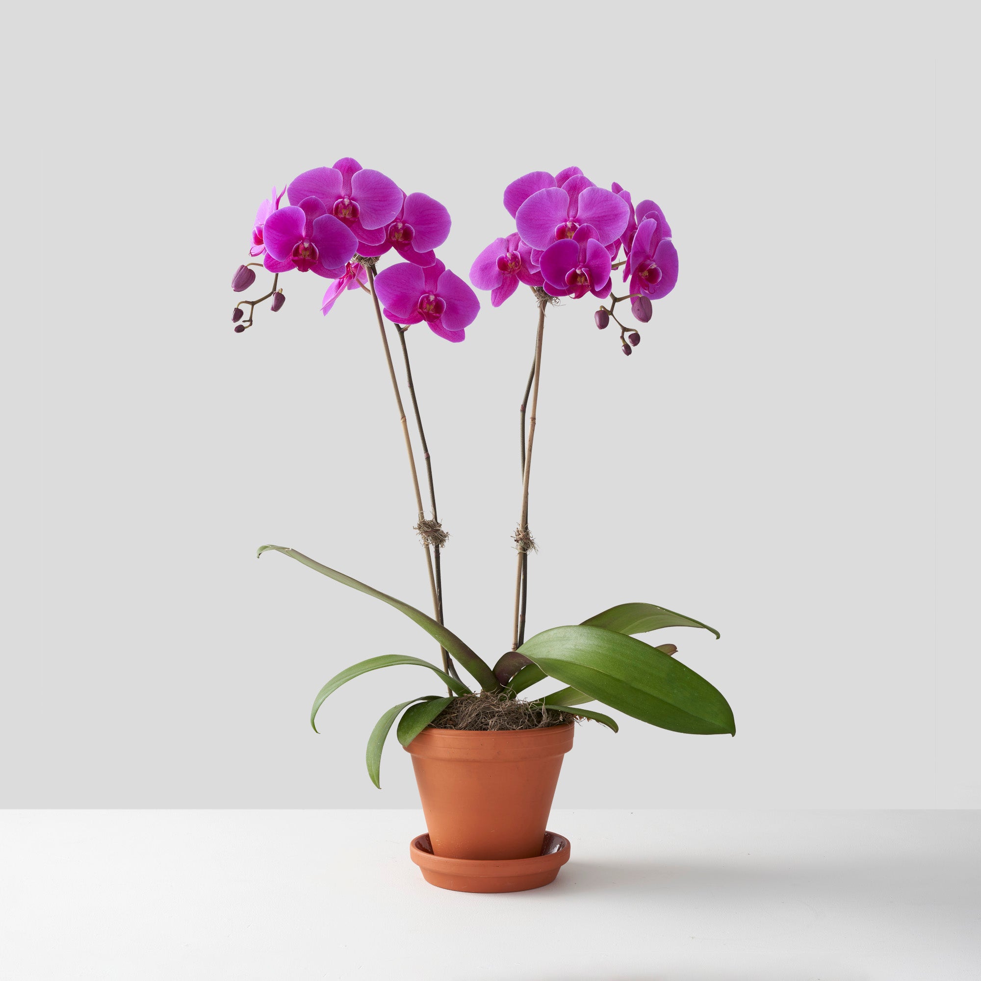 Fuchsia pink phalaenopsis orchid plant, with two stems, in clay pot with saucer, on white background.