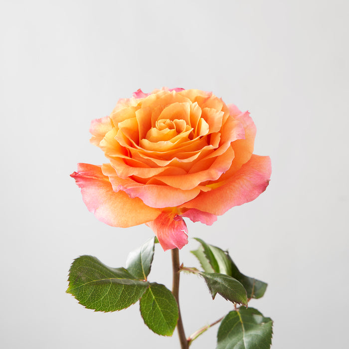 Westmount Florist Flowers & Flower Delivery Since 1962