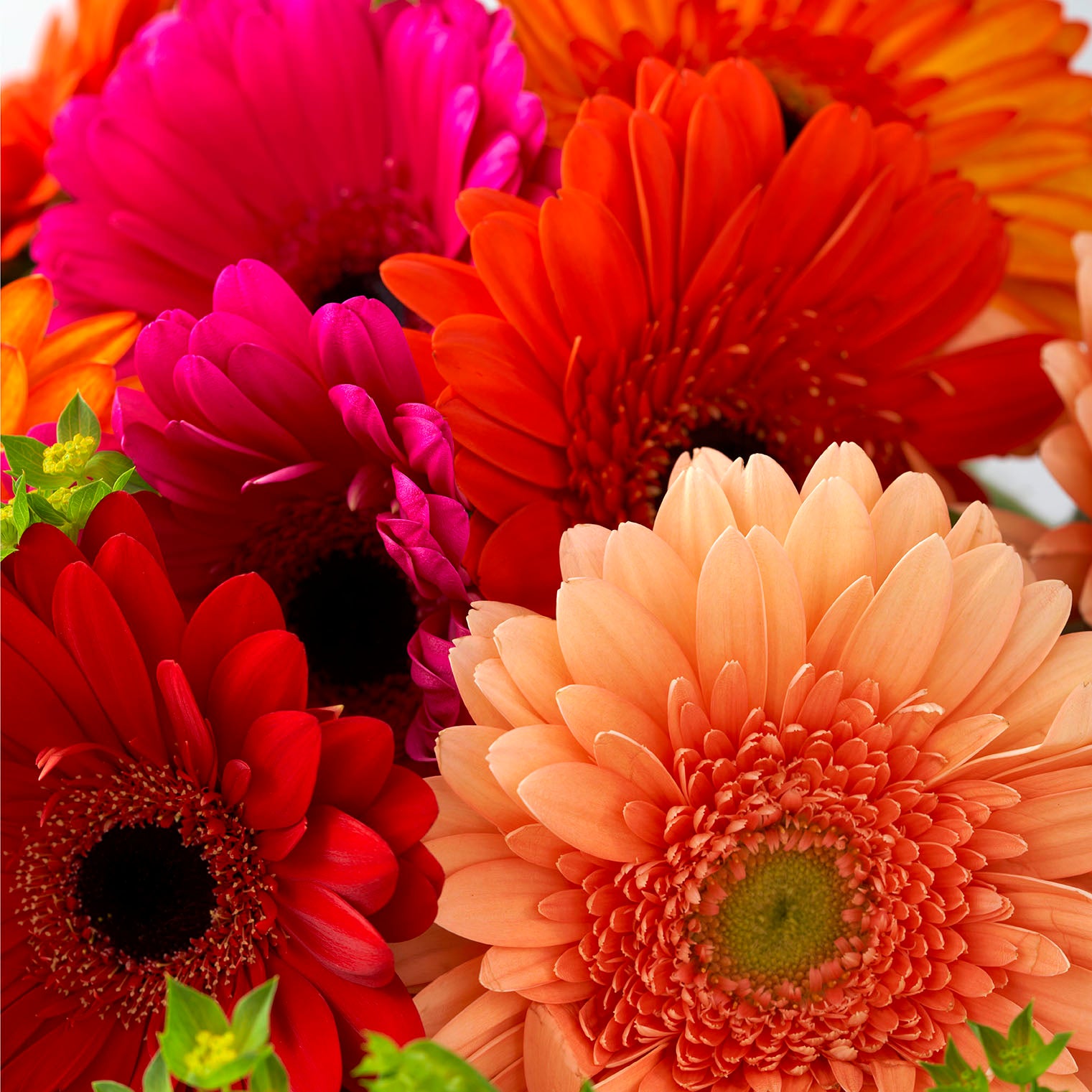 Close up of brightly coloured gerberas.