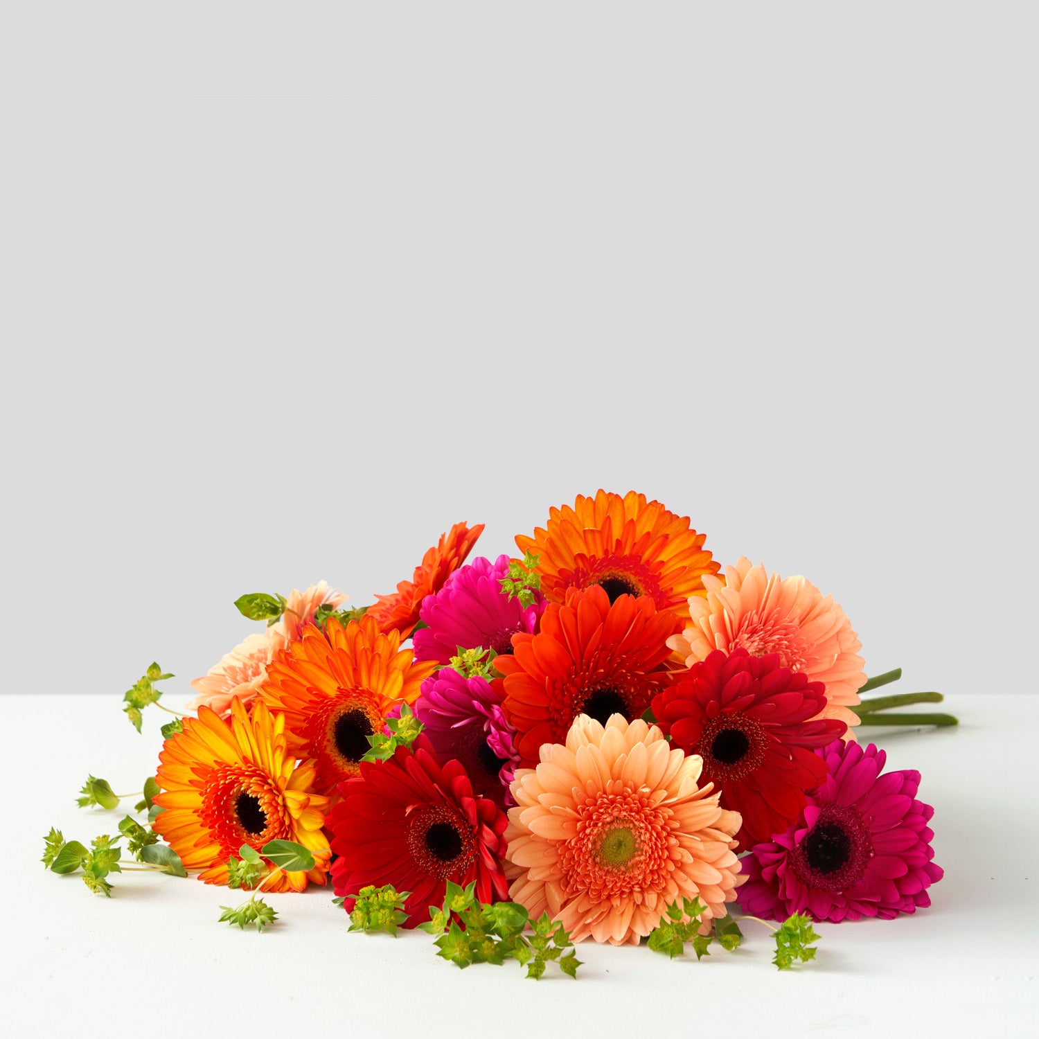 Brightly coloured gerberas with greenery. 
