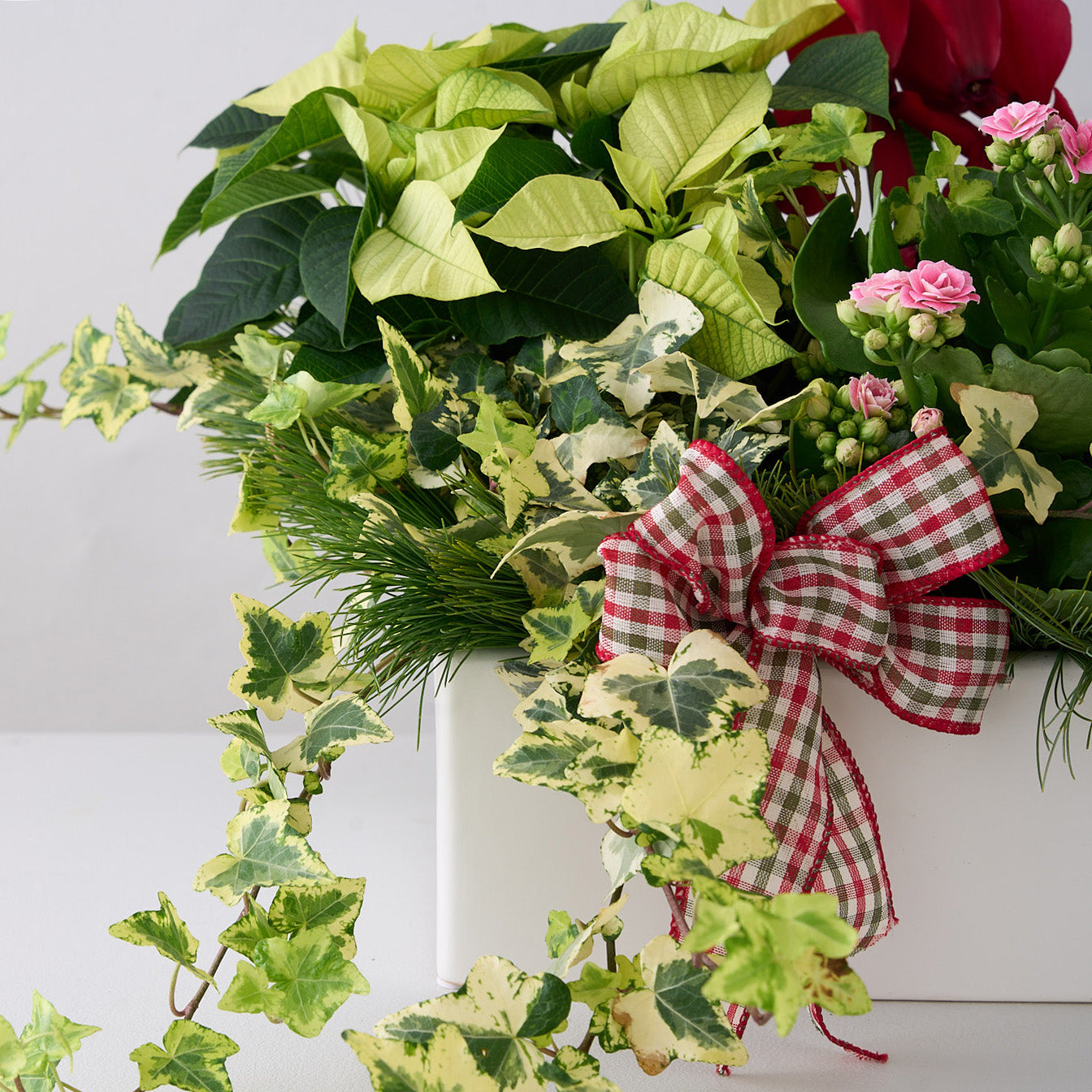 White ceramic planter box with white & green variegated ivy, white poinsettia, pink kalanocheo, red cyclamen with pin greens.
