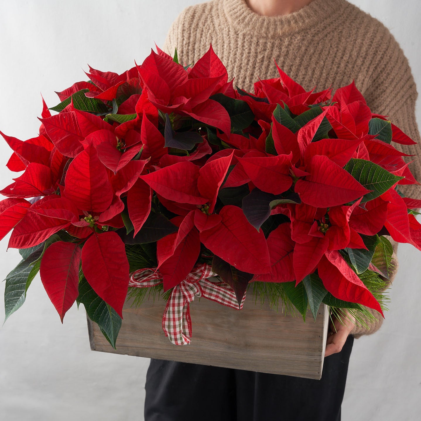 Person holding red poinsettia in a wooden box with pine boughs and a red and green bow.
