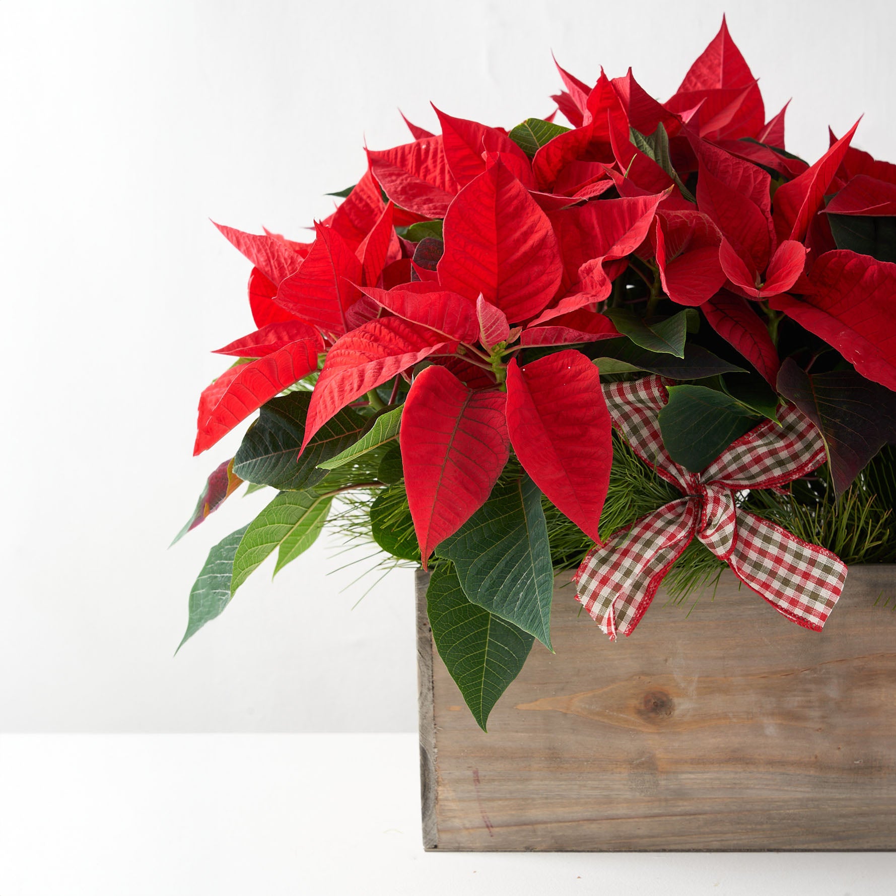Red poinsettia in wooden box with red and green plaid ribbon and pine.