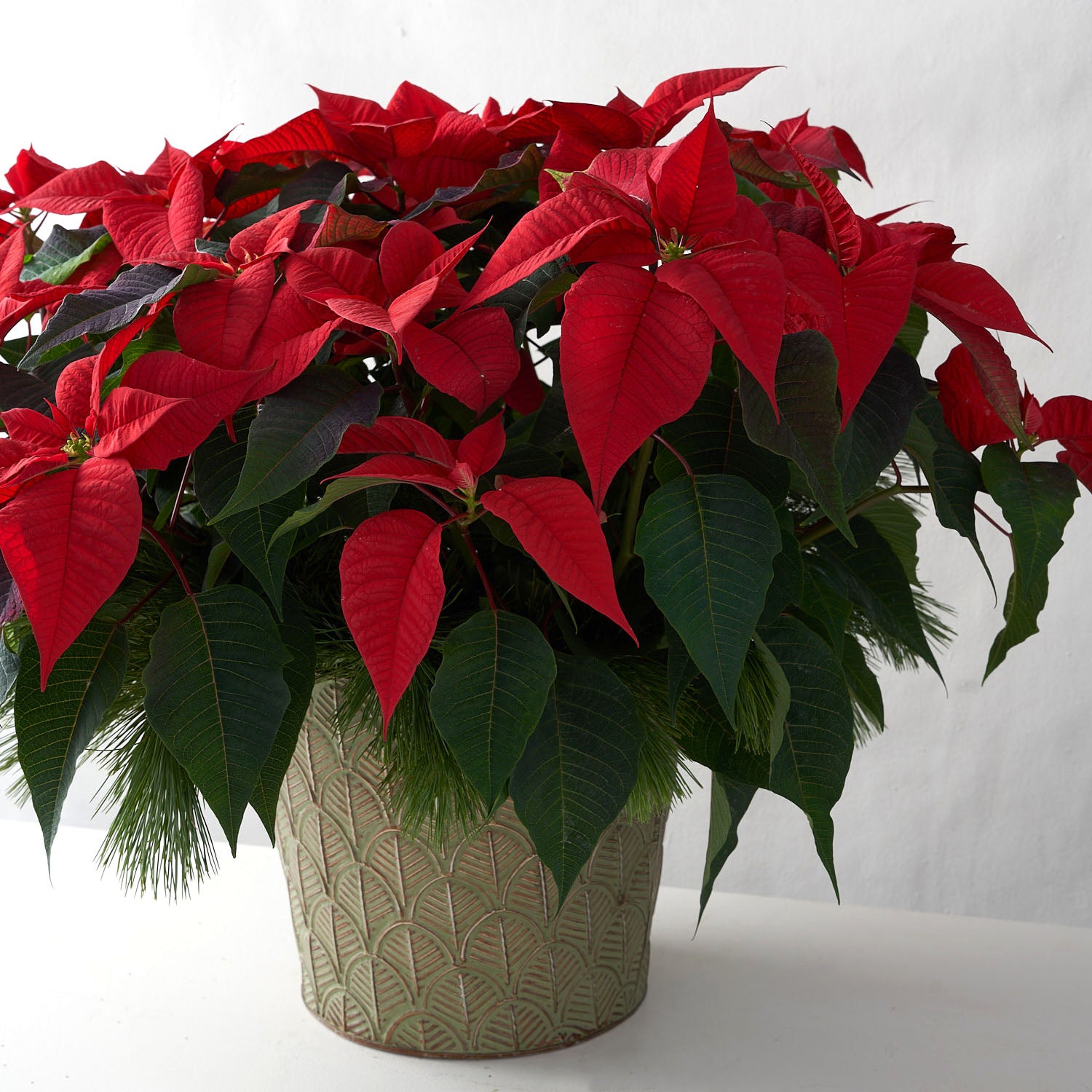 Red poinsettia plant in tin pot with pine boughs.