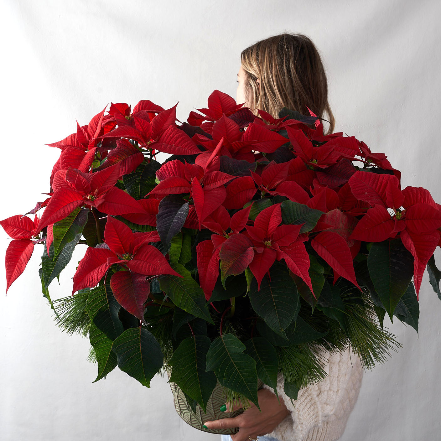 Person holding large red poinsettia in tin pot with pine boughs,