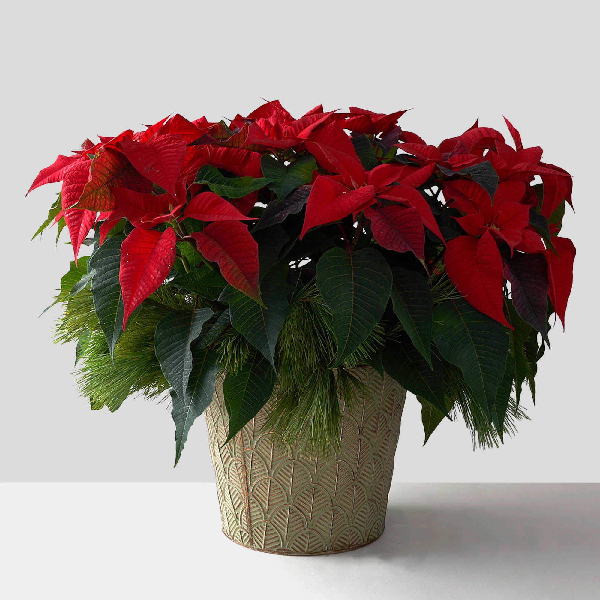 Red poinsettia plant in patterned tin pot with pine boughs.