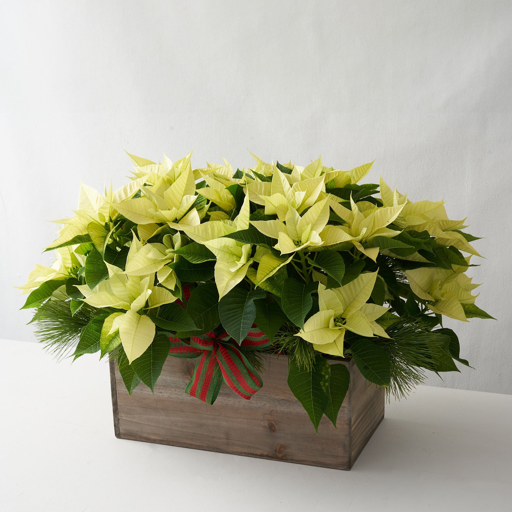 White poinsettia in a wooden box with pine boughs and a red and green bow.