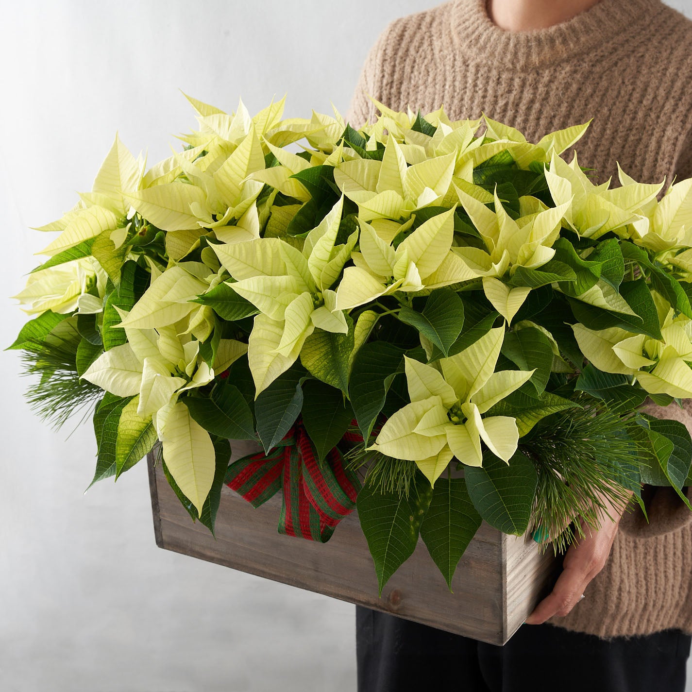 Person holding white poinsettia in a wooden box with pine boughs and a red and green bow.