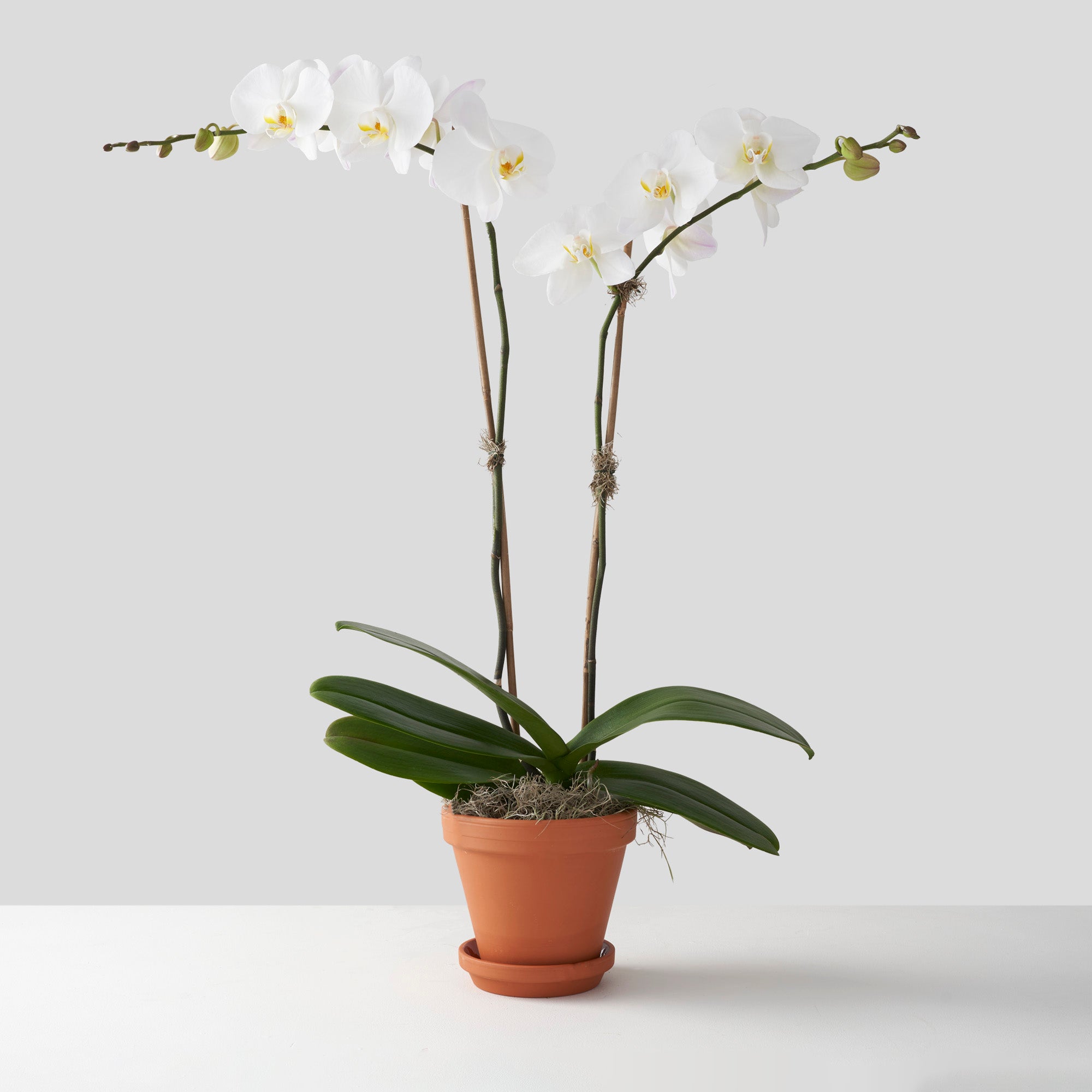 White phalaenopsis orchid plant with two flowering stems in clay pot on white background.