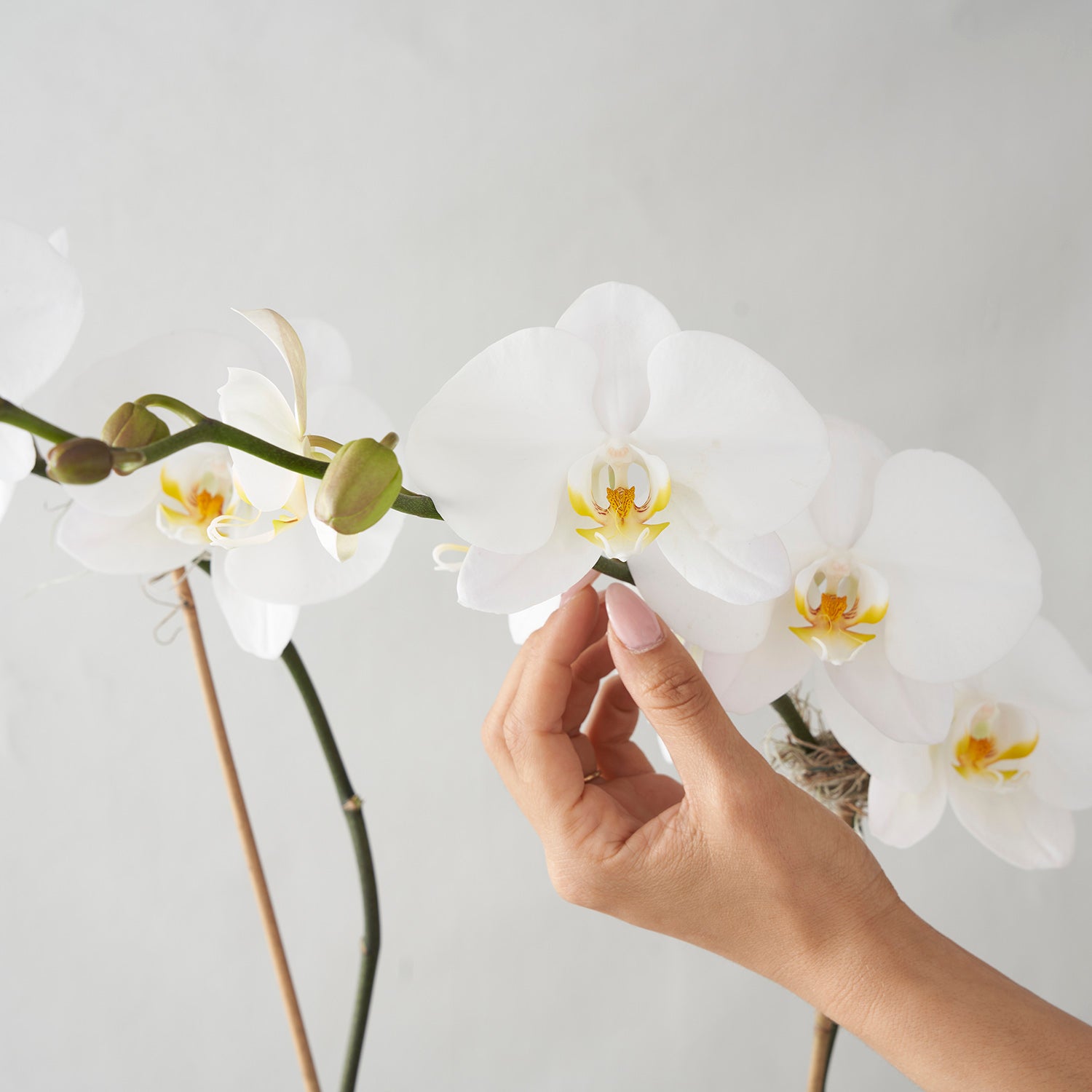 Closeup of hand coming from right side touching white phalaenopsis flower on white background.