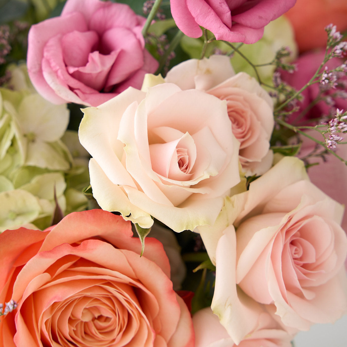 close up photo of pink and coral roses, rose lisianthus; and white hydrangea.