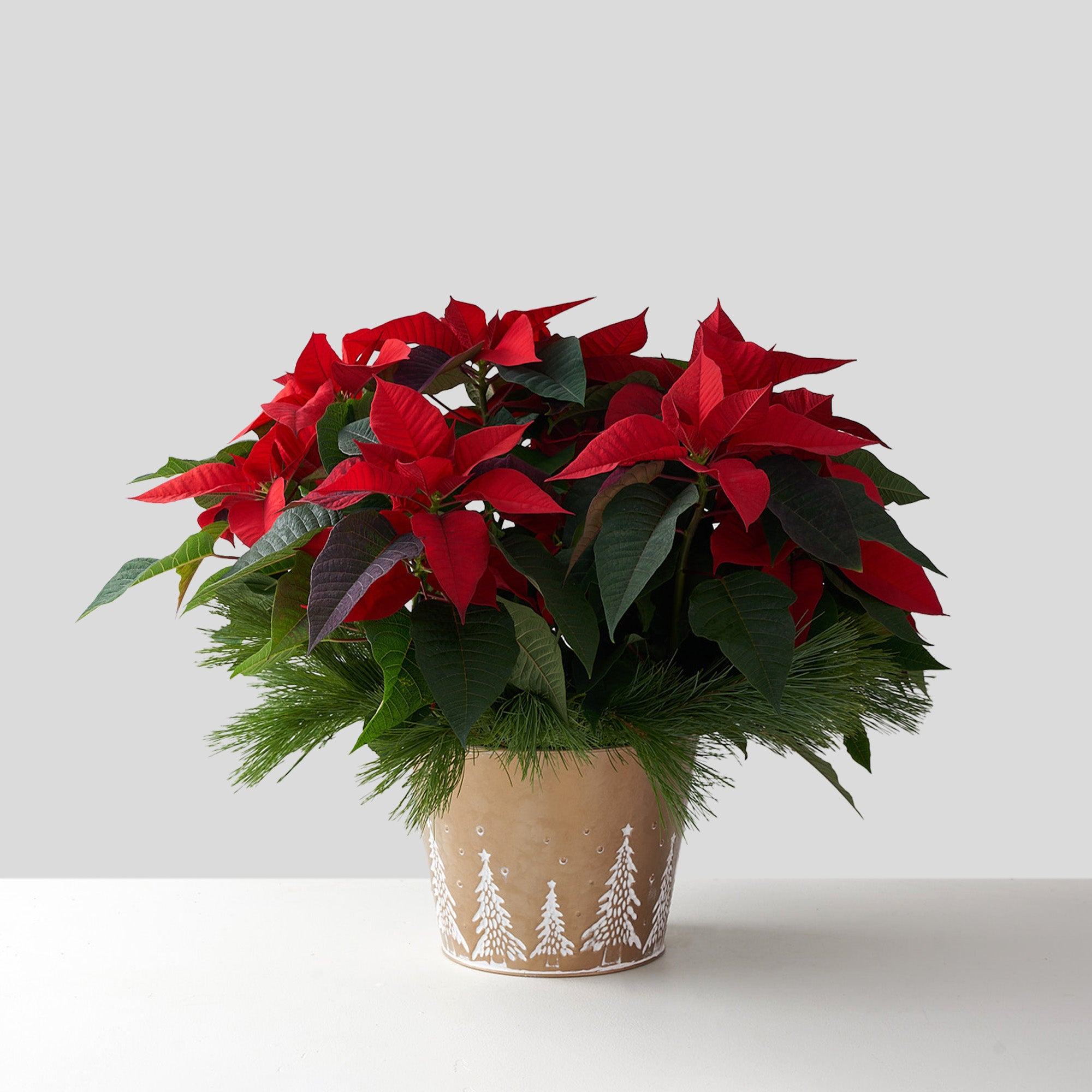 Poinsettia rouge (moyen)