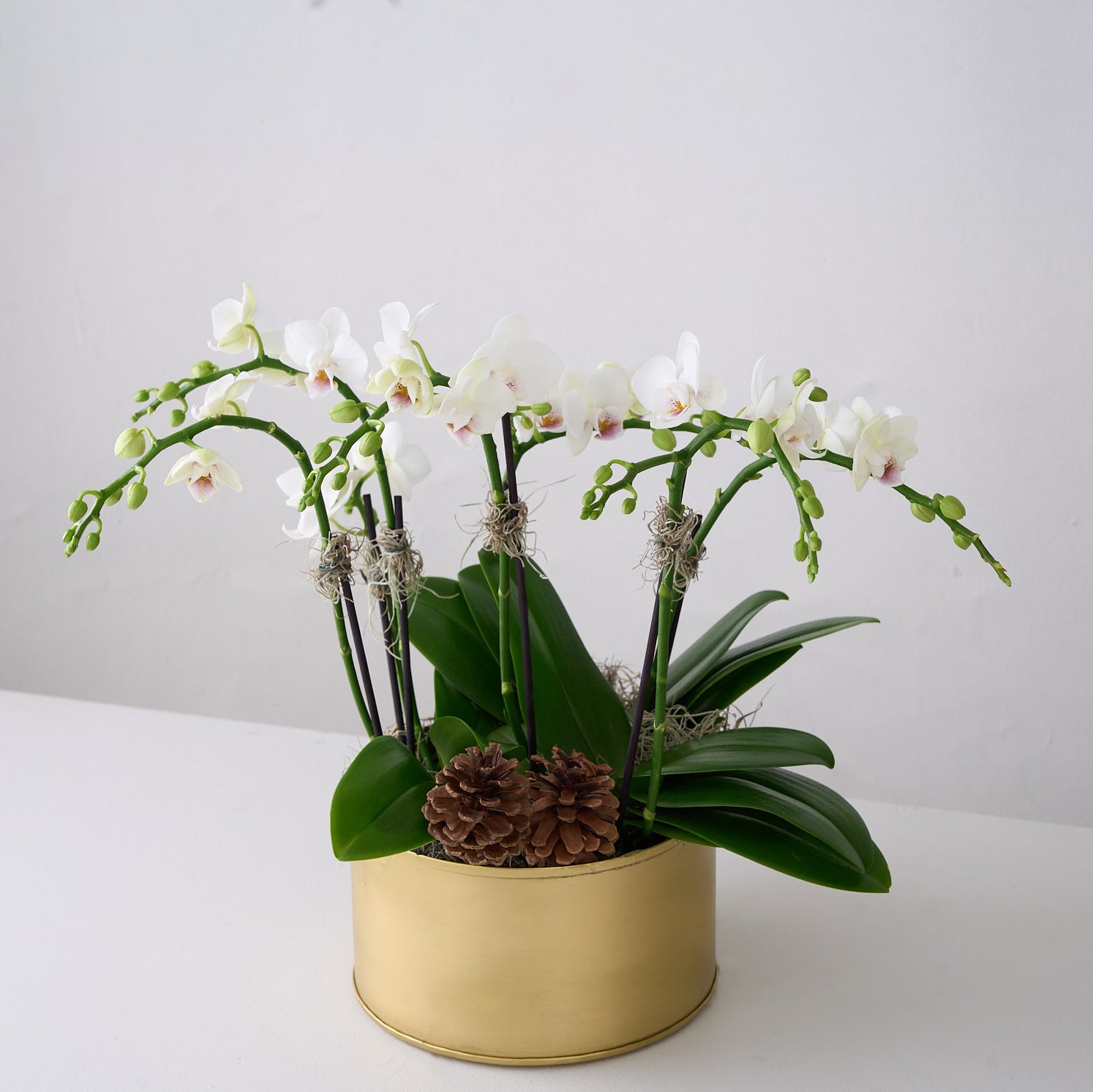 Mini White Orchids in Gold Tin