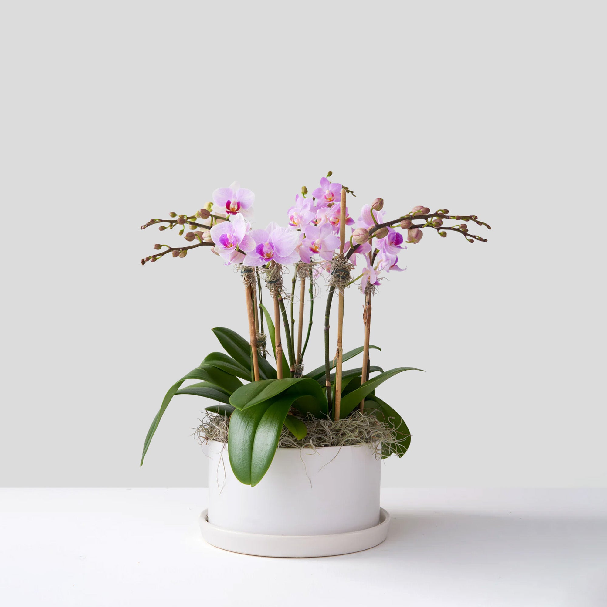 Orchidées miniatures dans un pot céramique