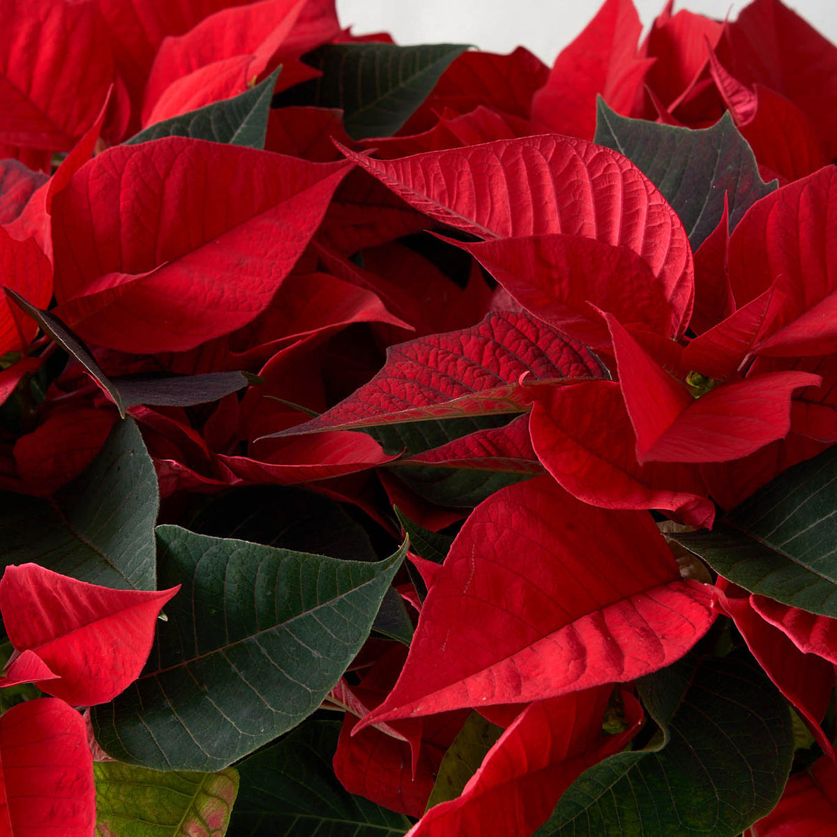 closeup of mini red poinsettia with white pine branches and checkered bow in square white ceramic pot