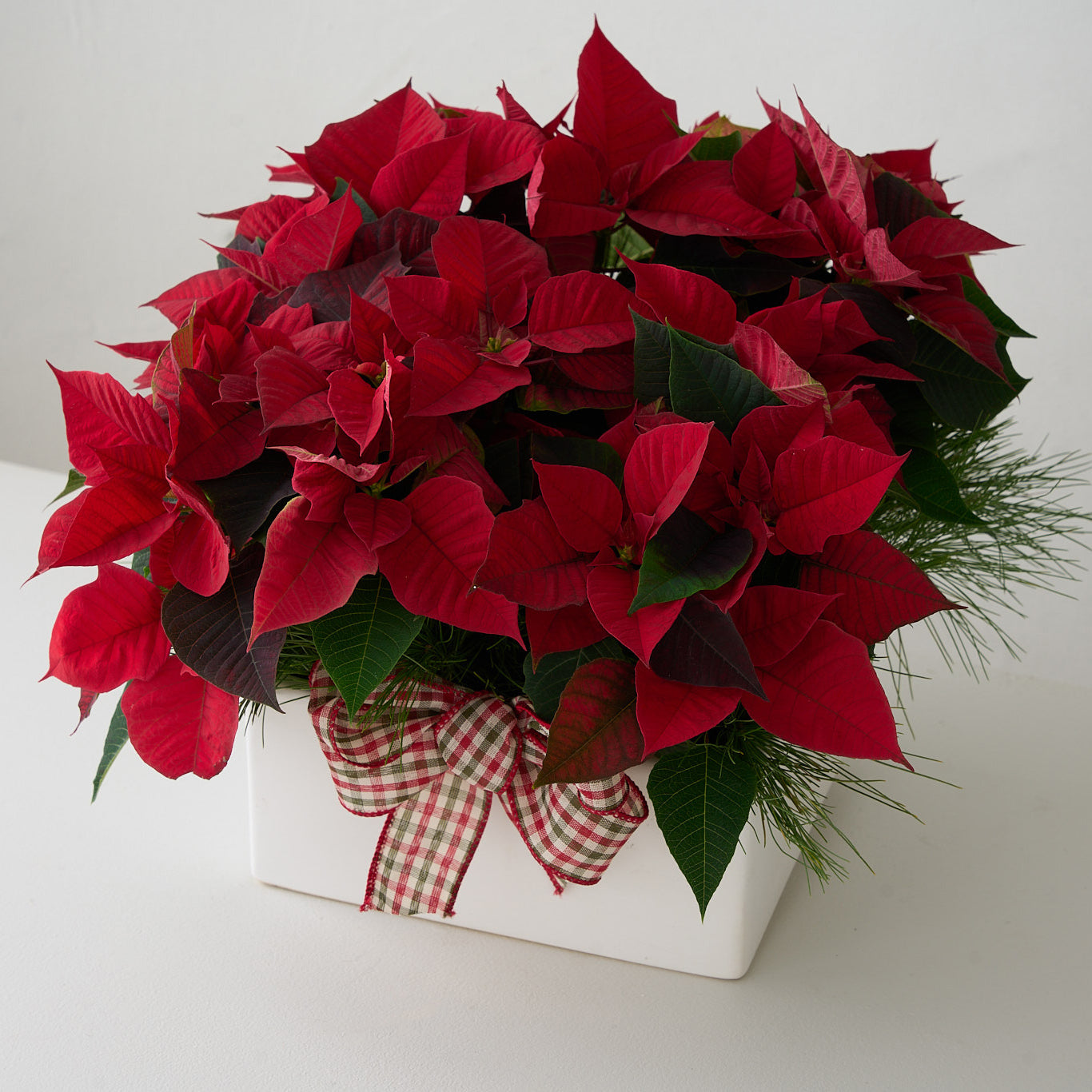 mini poinsettias with white pine branches and checkered bow in square white ceramic pot