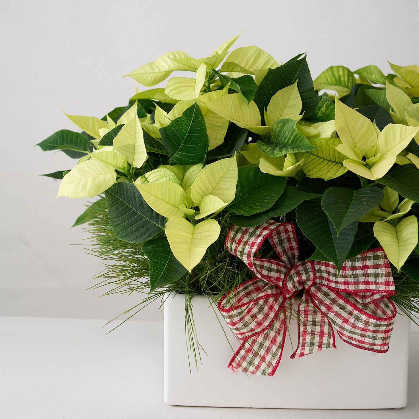 mini poinsettias with white pine branches and checkered bow in square white ceramic pot