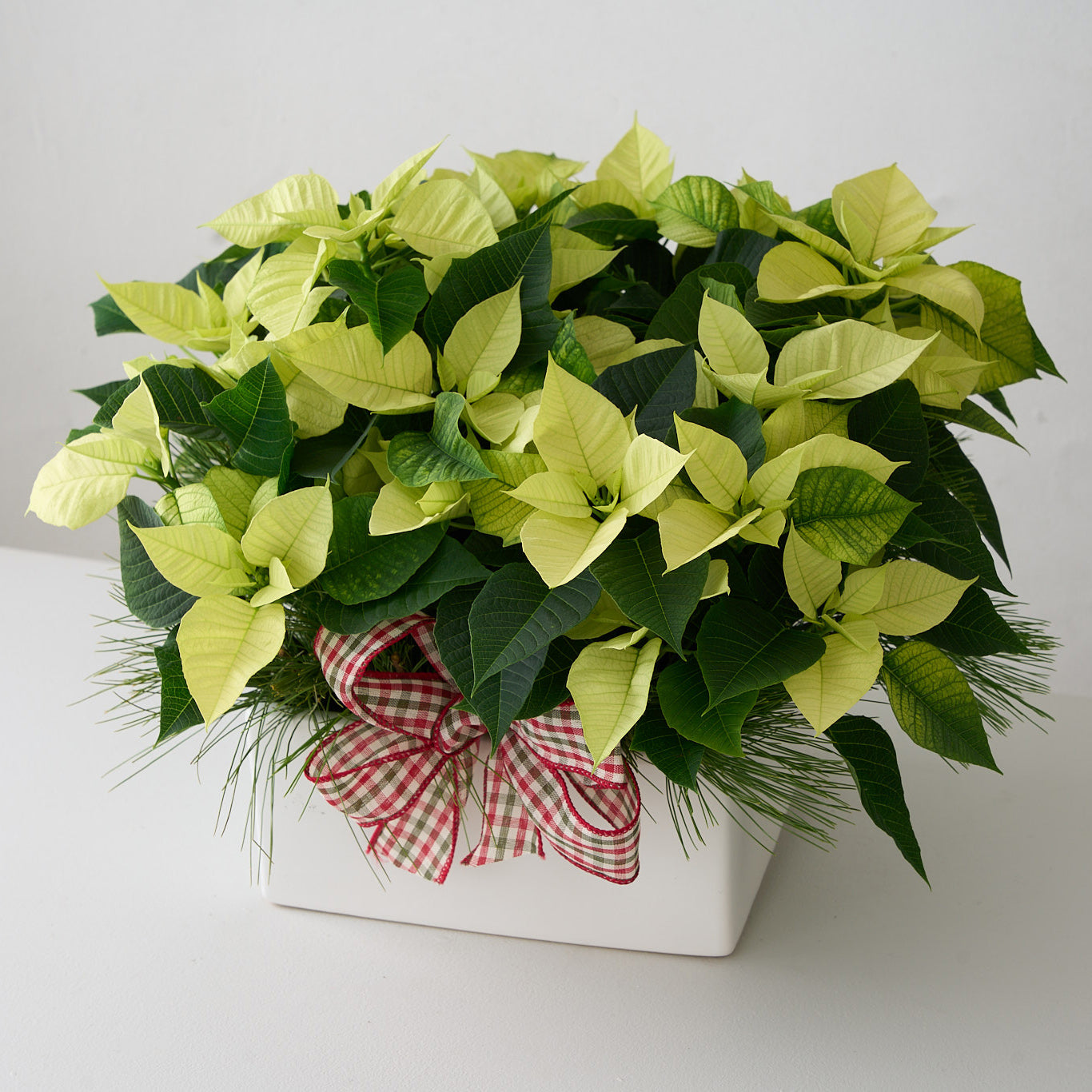 mini poinsettias with white pine branches and checkered bow in square white ceramic pot