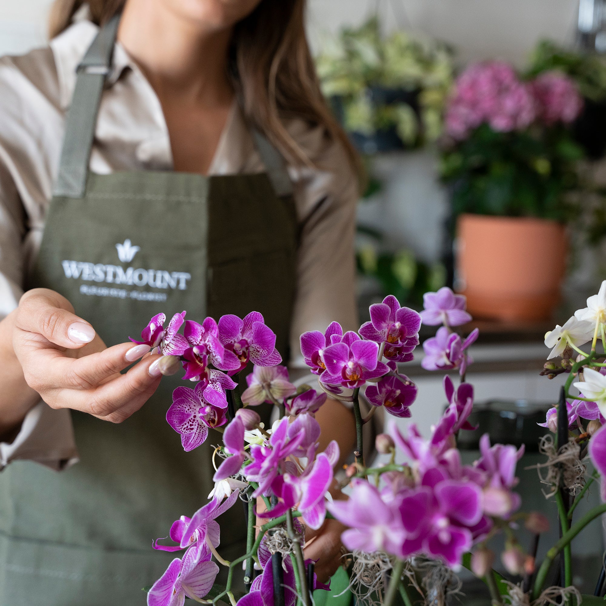 florist touching fuchsia coloured orchids