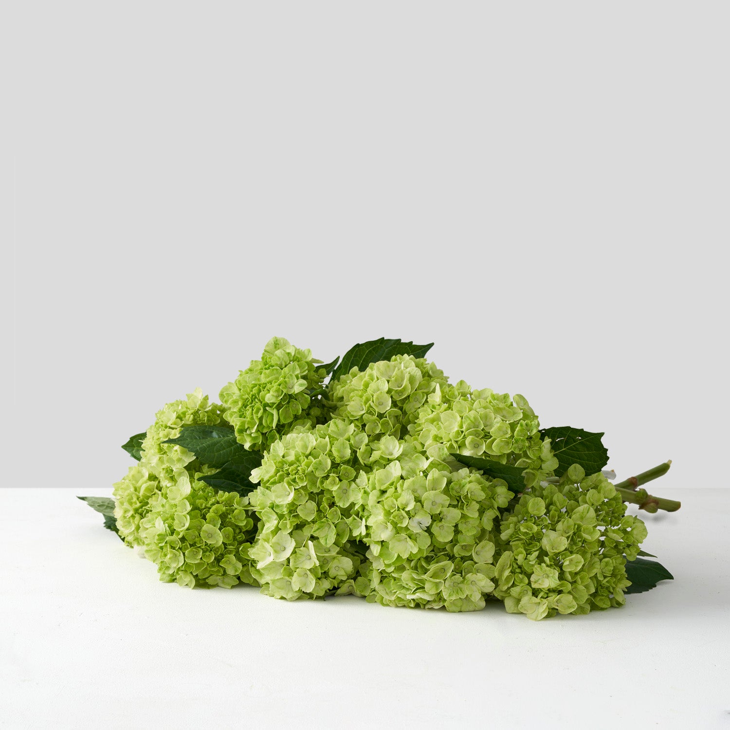 Large pile of green hydrangea on white background